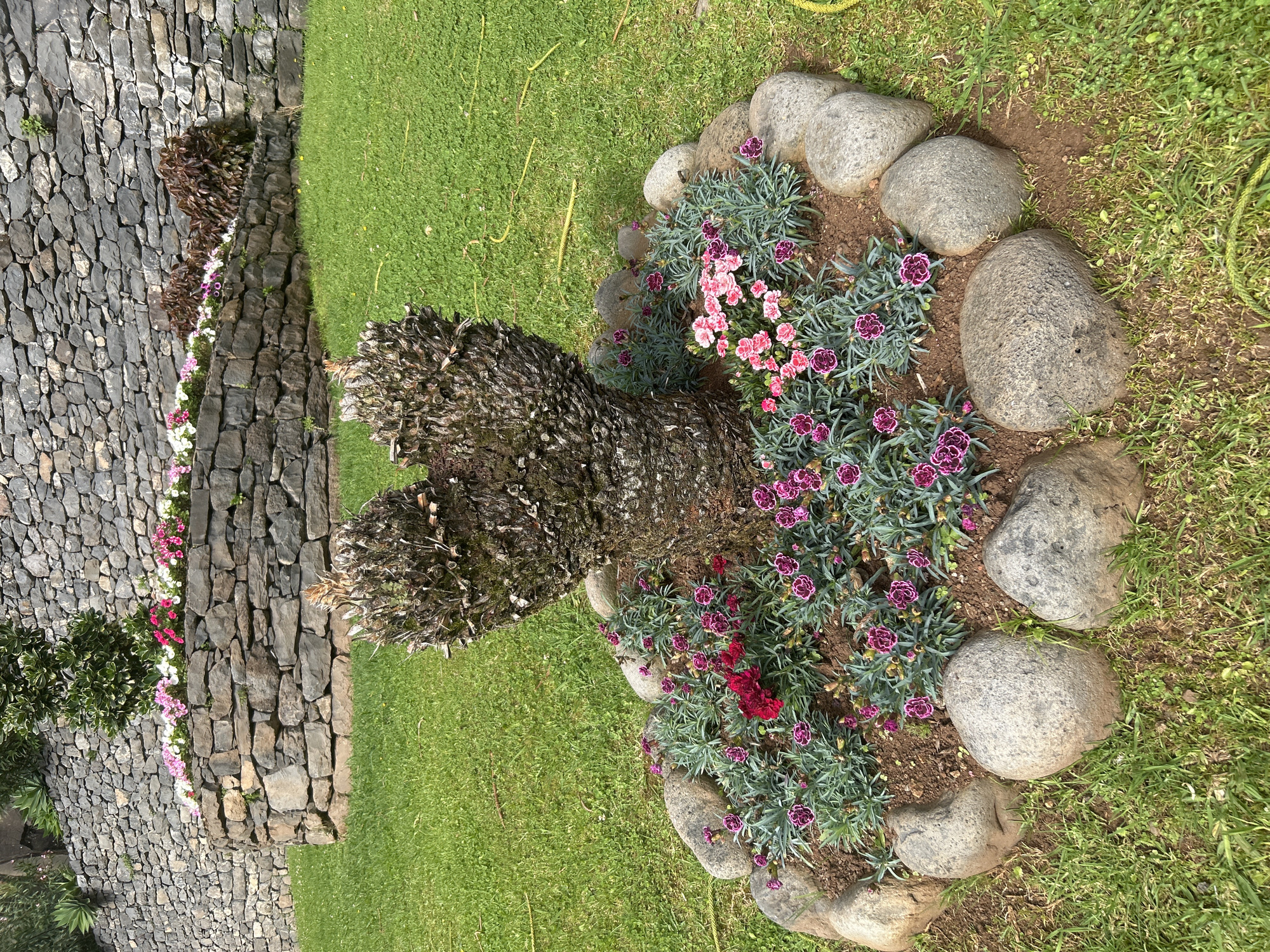 The image shows a garden scene in Câmara de Lobos, Portugal. A raised stone wall runs along the left side of the frame, filled with white, pink, and purple flowering plants. To the right, a grassy area features a circular flower bed edged with large, smooth river stones. The bed contains pink and purple carnations. A dead tree trunk sits in the center of the flower bed. A green garden hose lies on the grass in the background.