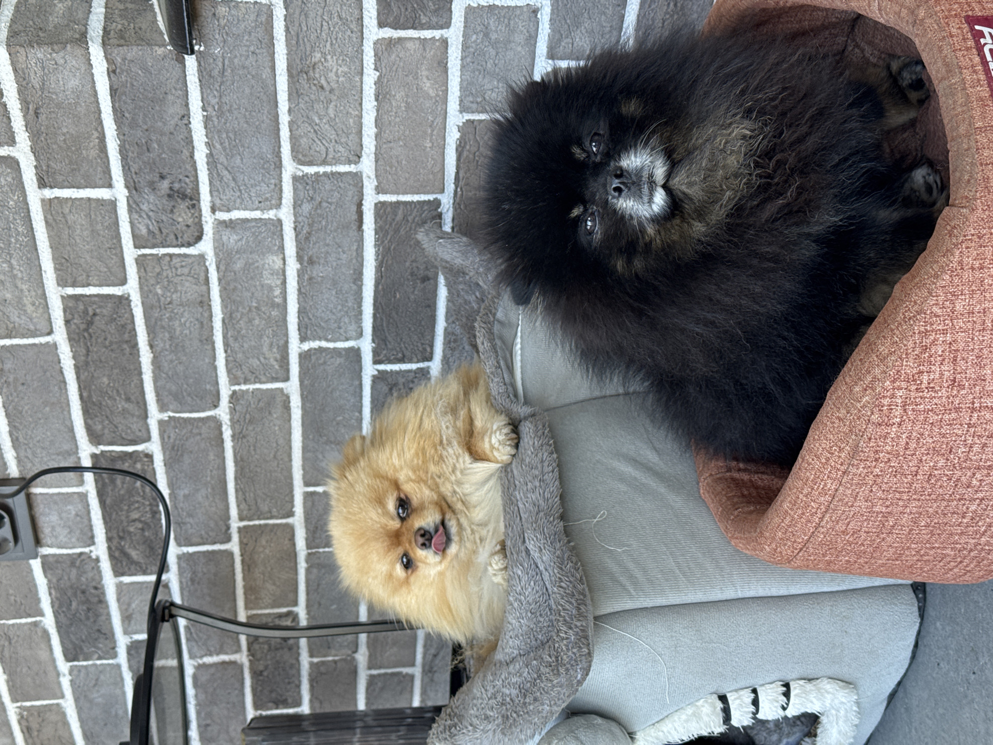 Two dogs, a tan Pomeranian and a black Pomeranian, are lying down on a light gray pet bed. The black Pomeranian is in a red-brown dog bed. The tan Pomeranian has its tongue sticking out and is situated on the left side of the black dog. The background is a light brick wall. The location is Unknown, Unknown.