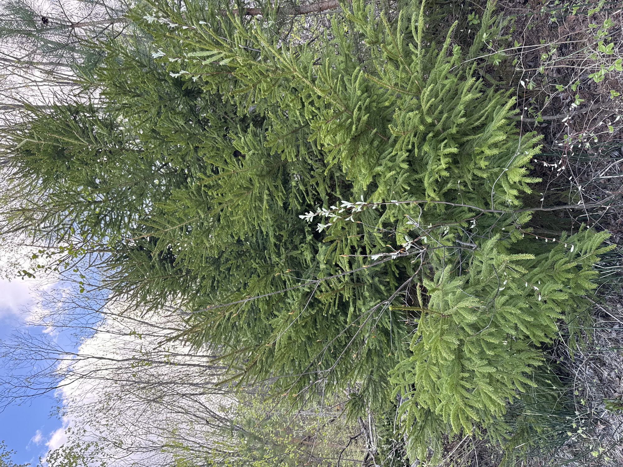 The image shows a lush, green coniferous tree filling the frame, likely located in a wooded area or park setting. The tree's branches are densely packed with needles. Underneath the tree are some dead leaves and tree branches. In the background, there are other trees, some with bare branches. In the bottom left corner of the picture, a blue sky and clouds are visible. There are no people or human-made objects visible. The photo was taken in Малая Рукавицкая, Russia.