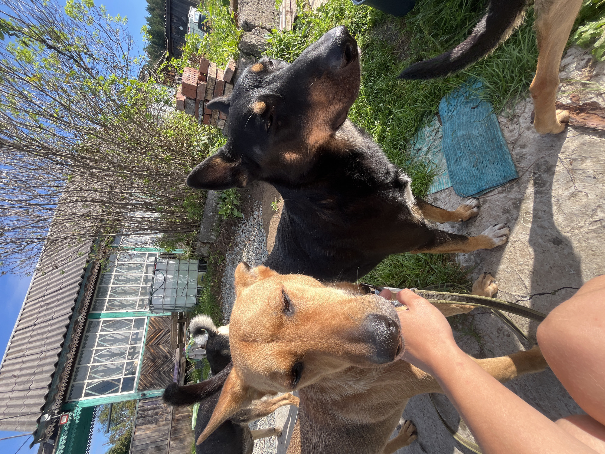The image depicts an outdoor scene, likely a yard or rural setting, with several dogs. In the foreground, a person's arm and hand are visible, holding a leash attached to a tan-colored dog. This dog is looking towards the camera with its eyes partially closed. To its right is a black and tan dog, also looking away from the camera. In the background, a rustic wooden building with a corrugated roof and large windows is visible. There is also dense vegetation, a stack of bricks, and a large white water tank. The ground appears to be a mix of concrete, gravel, and grass. The overall impression is one of a casual, domestic outdoor environment. The image does not contain explicit information to place it in Nizhny Tagil, Russia, beyond what has been provided as context.