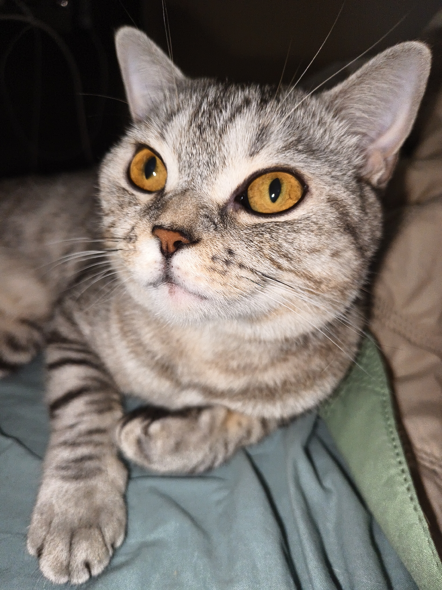 A close-up shot shows the face of a tabby cat. The cat has large, amber eyes with black pupils. Its fur is a mix of gray and brown stripes. The cat is lying on a green surface with its paws crossed. The background is dark and out of focus.