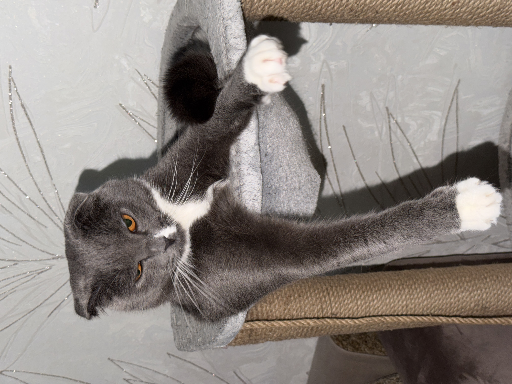 A gray and white Scottish Fold cat is lying on a gray cat tree with a brown rope-covered ledge. The cat is facing the viewer with its eyes open and its front paws extended. The cat's left paw is white and its right paw is gray. The background is a white wall with silver decorations. The location is Chaikovsky, Russia.