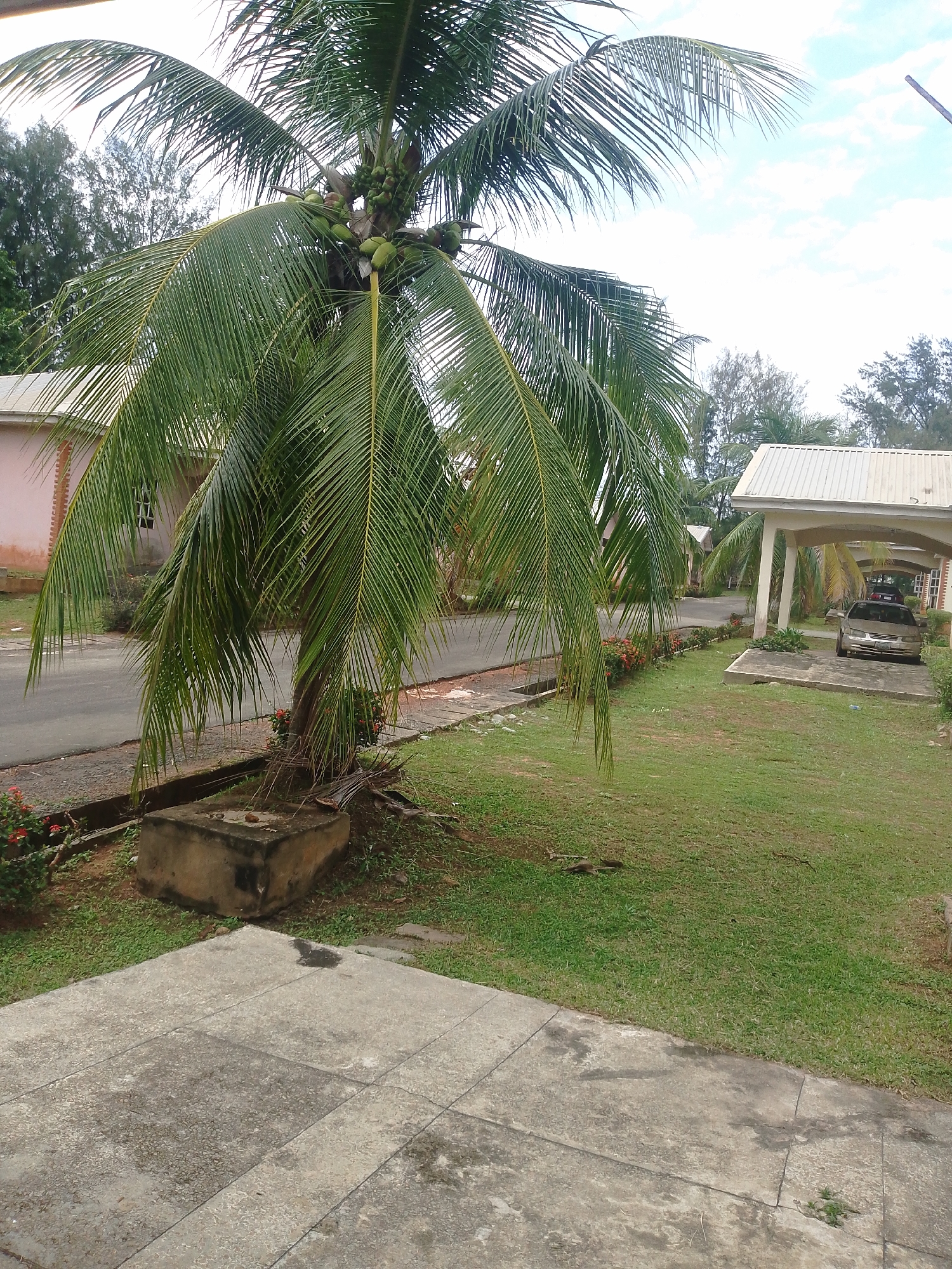 In an outdoor scene in Unknown, Unknown, a mature coconut palm tree stands prominently in the foreground, its fronds casting shadows across a paved walkway and a grassy area. The tree is laden with green coconuts, clustered near its top. To the left of the palm tree, a light-colored building with visible brickwork can be seen. In the background, a covered carport shelters a silver sedan and a darker vehicle. A paved road runs horizontally across the scene, with a row of flowering plants bordering it on the right side. The sky above is partly cloudy. The ground is a mix of concrete slabs and green grass.