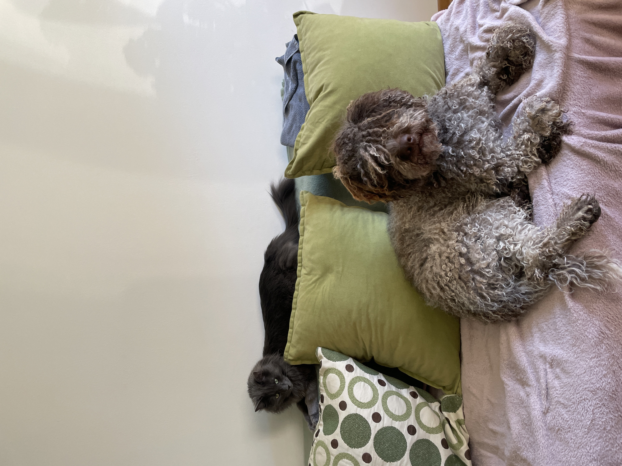 A cat and a Lagotto Romagnolo dog lie on a bed. The cat is gray and lies on the left side of the image, next to green and patterned pillows. The dog is light brown and gray, and it is lying on a pink blanket. The location of the image is not specified in the image.