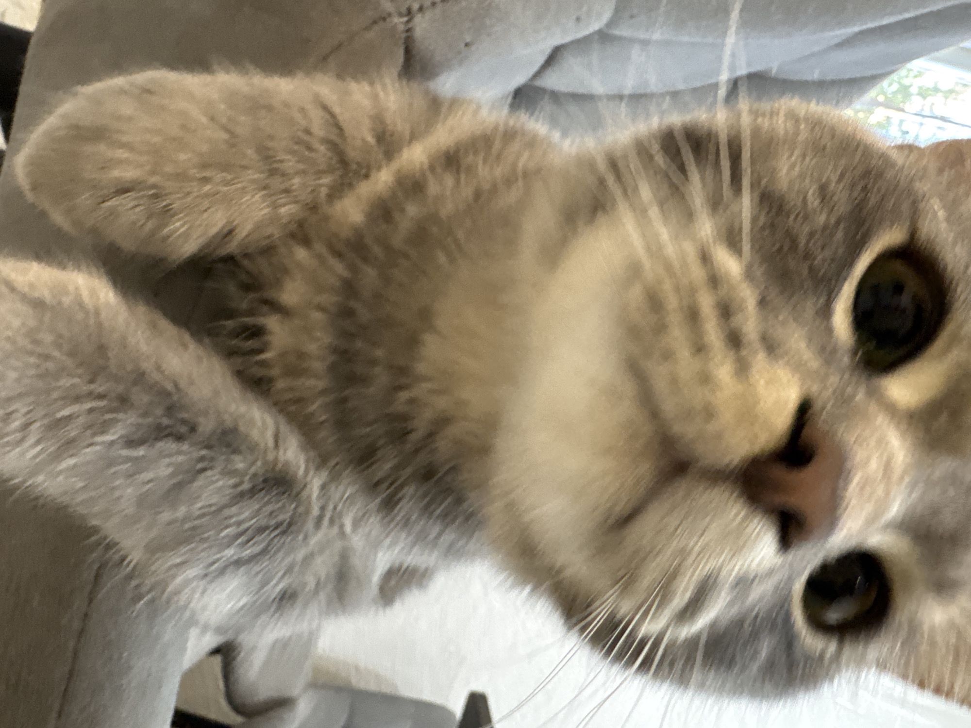 A domestic cat is captured in a close-up, slightly tilted portrait, with its face dominating the frame. The cat has a soft, short-haired coat with shades of light grey, tan, and cream, featuring subtle darker markings or shading. Its large, round eyes, with dark pupils and lighter irises, are fixed on the viewer, conveying a sense of curiosity and engagement. A soft pink nose and numerous long, white whiskers are prominent on its muzzle.
Part of the cat's body is visible, including a fluffy paw extended towards the upper left, and sections of its fur around the chest and back. The background is largely blurred, consisting of a soft, textured grey fabric, likely a blanket, couch, or article of clothing. In the upper right corner, a very faint and blurry area suggests an outdoor scene with green foliage and bright light, possibly viewed through a window. The lighting appears natural and bright, indicative of daytime. There is no visible text in the image.