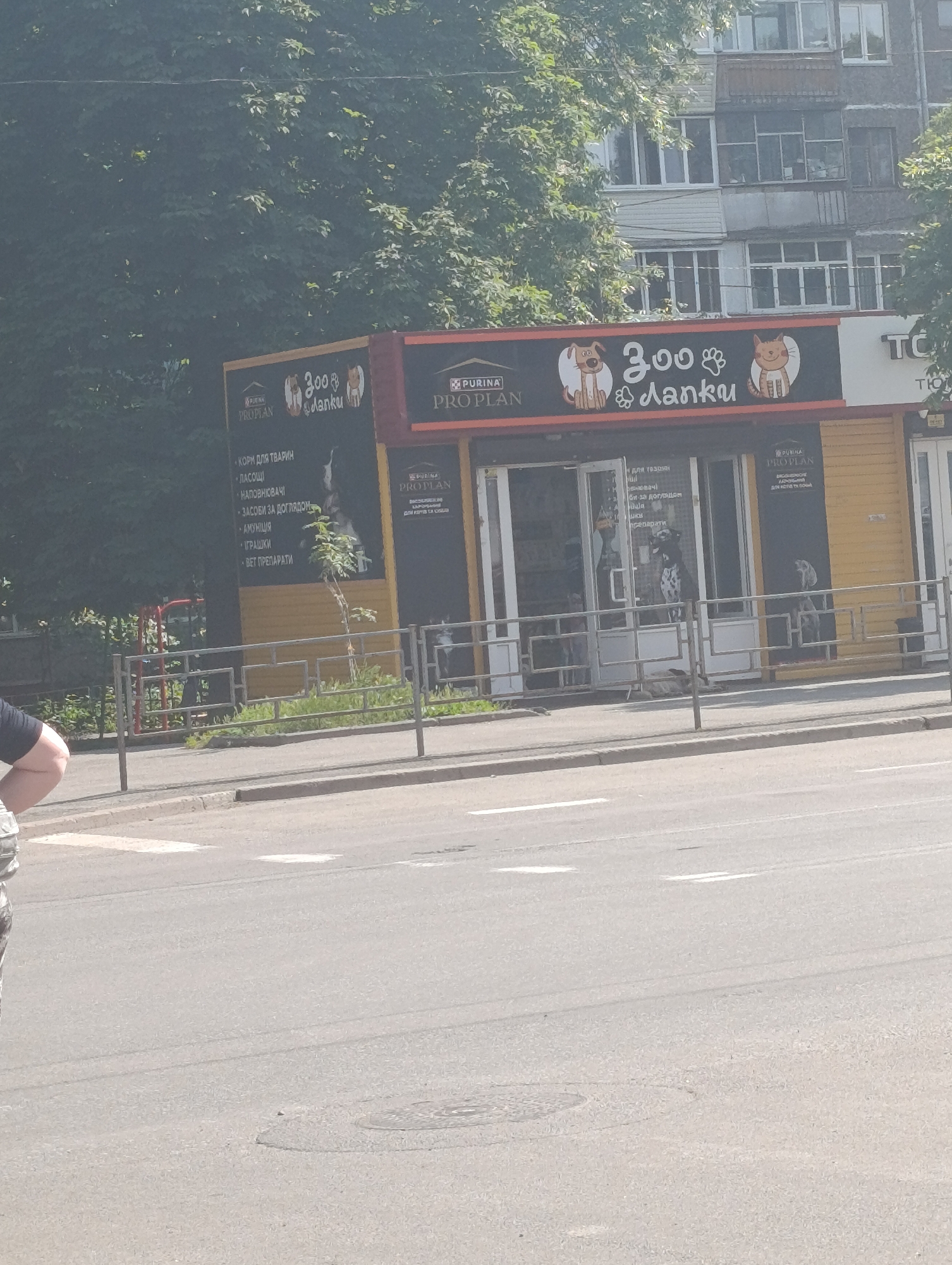 The image depicts a pet supply store named "Зоо Лапки" (Zoo Paws) at Myru Avenue 67, Chernihiv, Ukraine, viewed from across a multi-lane road. The store, a single-story commercial building, features a predominantly black facade with yellow accents on the right side and below its two front entrances. The main sign displays "Зоо Лапки" in white script, flanked by a stylized white cartoon dog on the left and a white cartoon cat on the right. The "Purina Pro Plan" logo is visible above the dog, above the main entrance, and on a smaller yellow panel to the right.
The left entrance features a glass door with a list of services/products: "КОРМ ДЛЯ ТВАРИН" (Pet Food), "ЛАСОЩІ" (Treats), "НАПОВНЮВАЧІ" (Fillers/Litter), "ЗАСОБИ ЗА ДОГЛЯДОМ" (Care Products), "АМУНІЦІЯ" (Pet Accessories), "ІГРАШКИ" (Toys), and "ВЕТ ПРЕПАРАТИ" (Veterinary Preparations). Inside, through the glass, large spotted dog figures (resembling Dalmatians) are visible. Another similar dog figure is discernible through the right entrance.
In the foreground, an asphalt road with white dashed lane markings is present. A light grey metal barrier fence separates the road from the sidewalk and a narrow strip of grass and sparse vegetation, including a small tree, in front of the store. The upper left portion of a person, wearing a black top and patterned trousers, is visible at the far left edge of the frame, standing near the road. In the background, behind dense green trees, a multi-story residential apartment building with various windows and balconies is partially visible. The scene is illuminated by daylight, suggesting a sunny day.