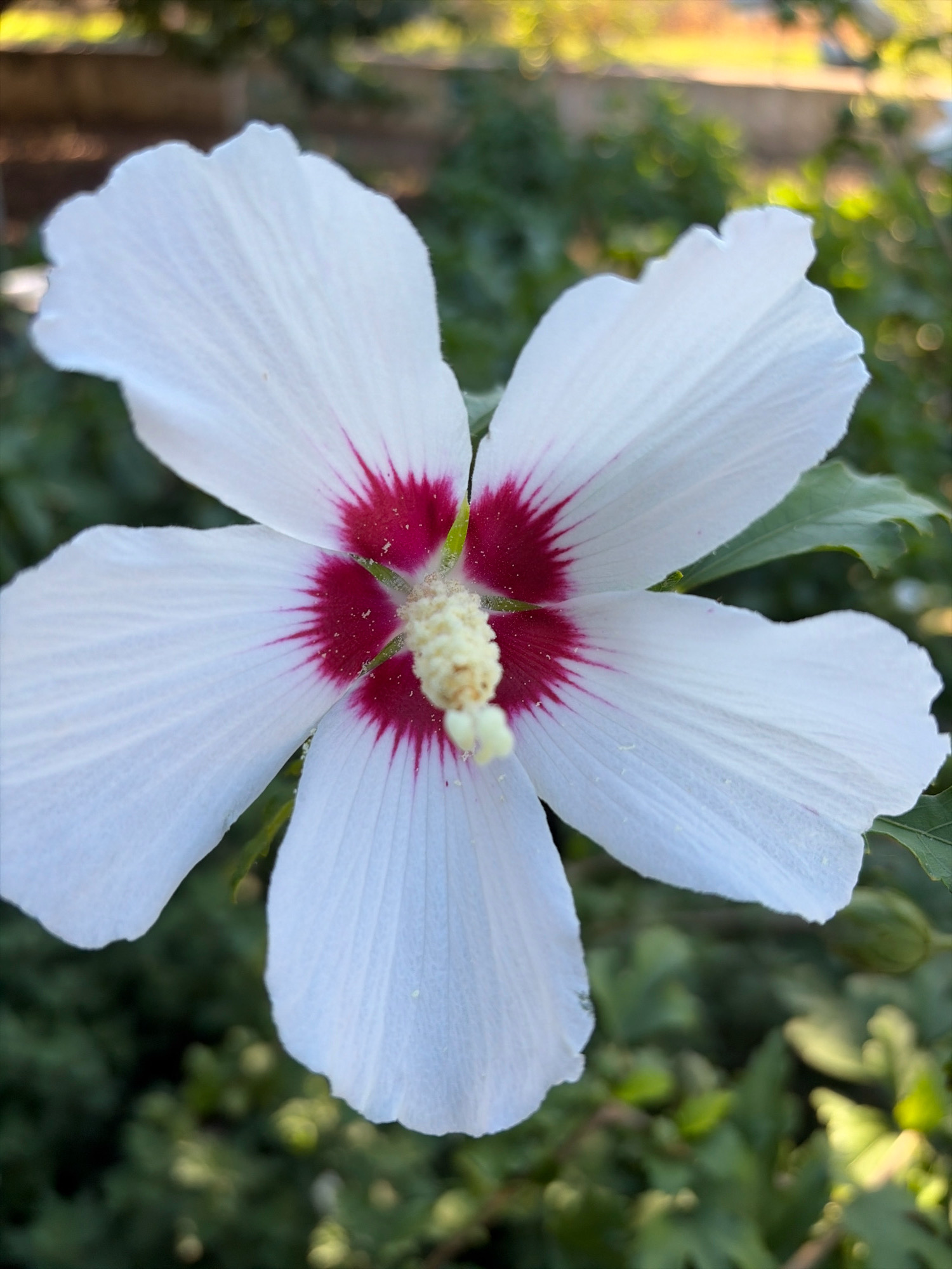 This is a close-up, eye-level, outdoor photograph of a single white hibiscus flower with a deep pink/red center. The flower has five petals, each delicately veined, and the edges are slightly ruffled. The stamen, which is creamy yellow, protrudes from the center of the bloom. The background is softly blurred, showing green foliage and hints of warm, out-of-focus light, suggesting it is daytime. The image does not depict any urban elements or specific landmarks within Oxentea, Moldova.