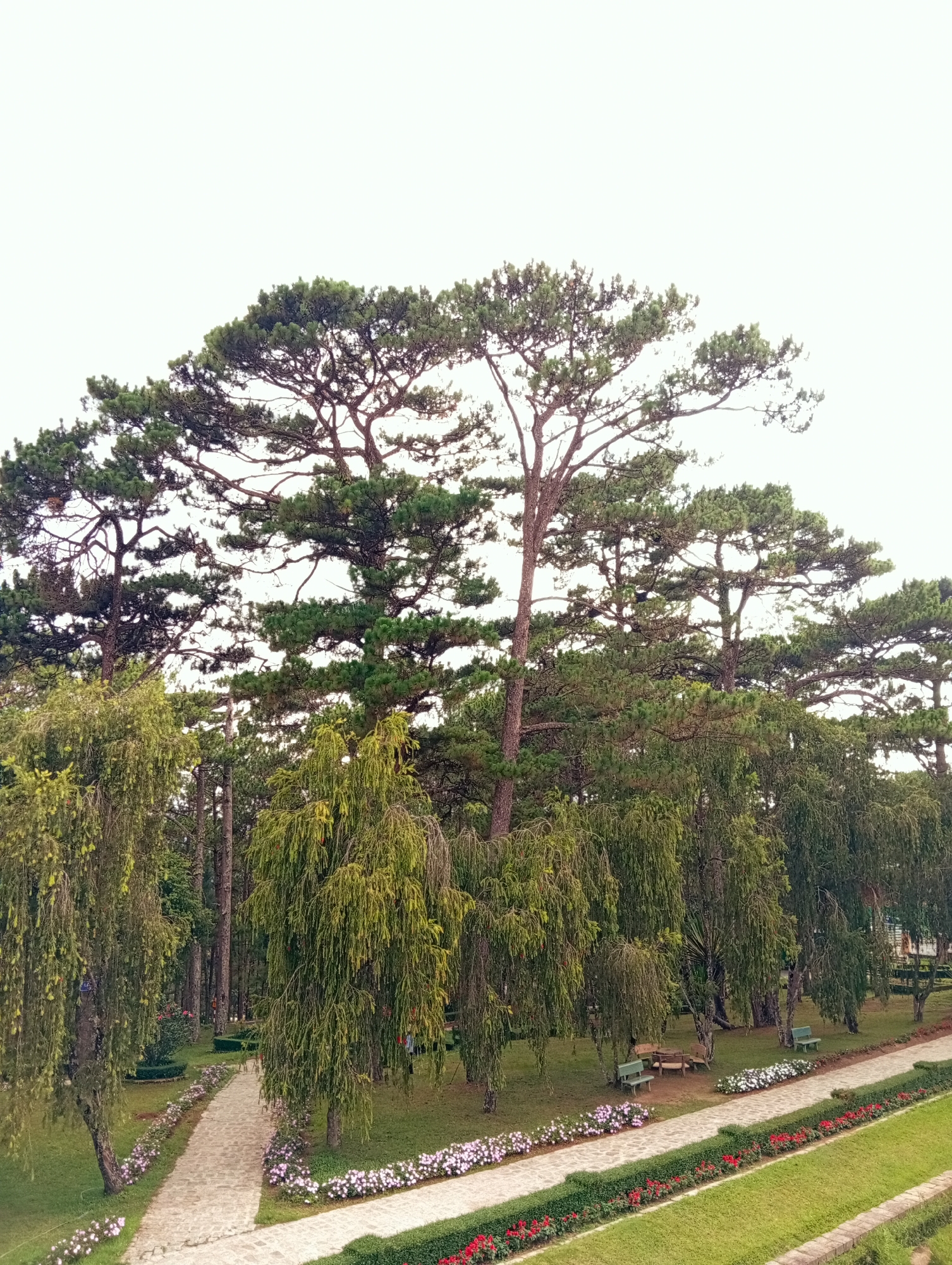 The image captures a tranquil scene in Da Lat, Vietnam. Tall pine trees with dense, green foliage dominate the upper portion of the frame. Weeping willow trees, with their characteristic drooping branches, line a stone pathway.
The pathway, bordered by flower beds of mixed colors, cuts through the park-like setting. A small wooden table with benches provides seating under the trees. The overall environment suggests a well-maintained public park or garden, with a focus on natural beauty and a serene atmosphere.
