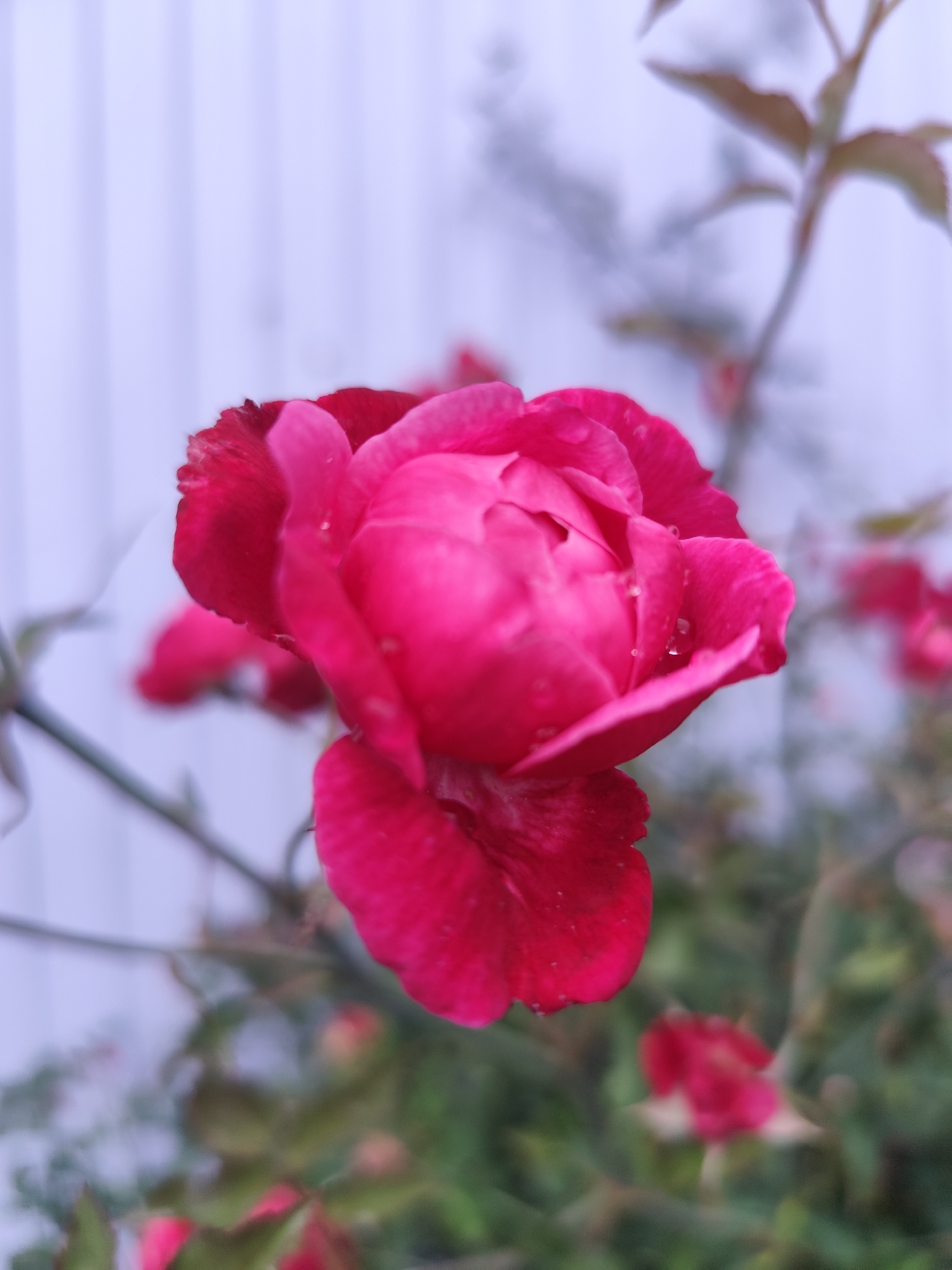 A close-up, low-angle shot captures a vibrant pink rose in the foreground. The rose, with its delicate petals slightly unfurled, appears wet, with small water droplets visible on its surface. The background is a soft blur of light purple and green, suggesting an outdoor environment, possibly a garden. The vertical lines of a pale purple structure, like a fence or wall, are faintly discernible in the upper background. The image is taken at eye level with the flower. No people or specific urban landmarks are visible, though the presence of a cultivated rose suggests a garden setting. The overall impression is one of natural beauty and delicate detail.