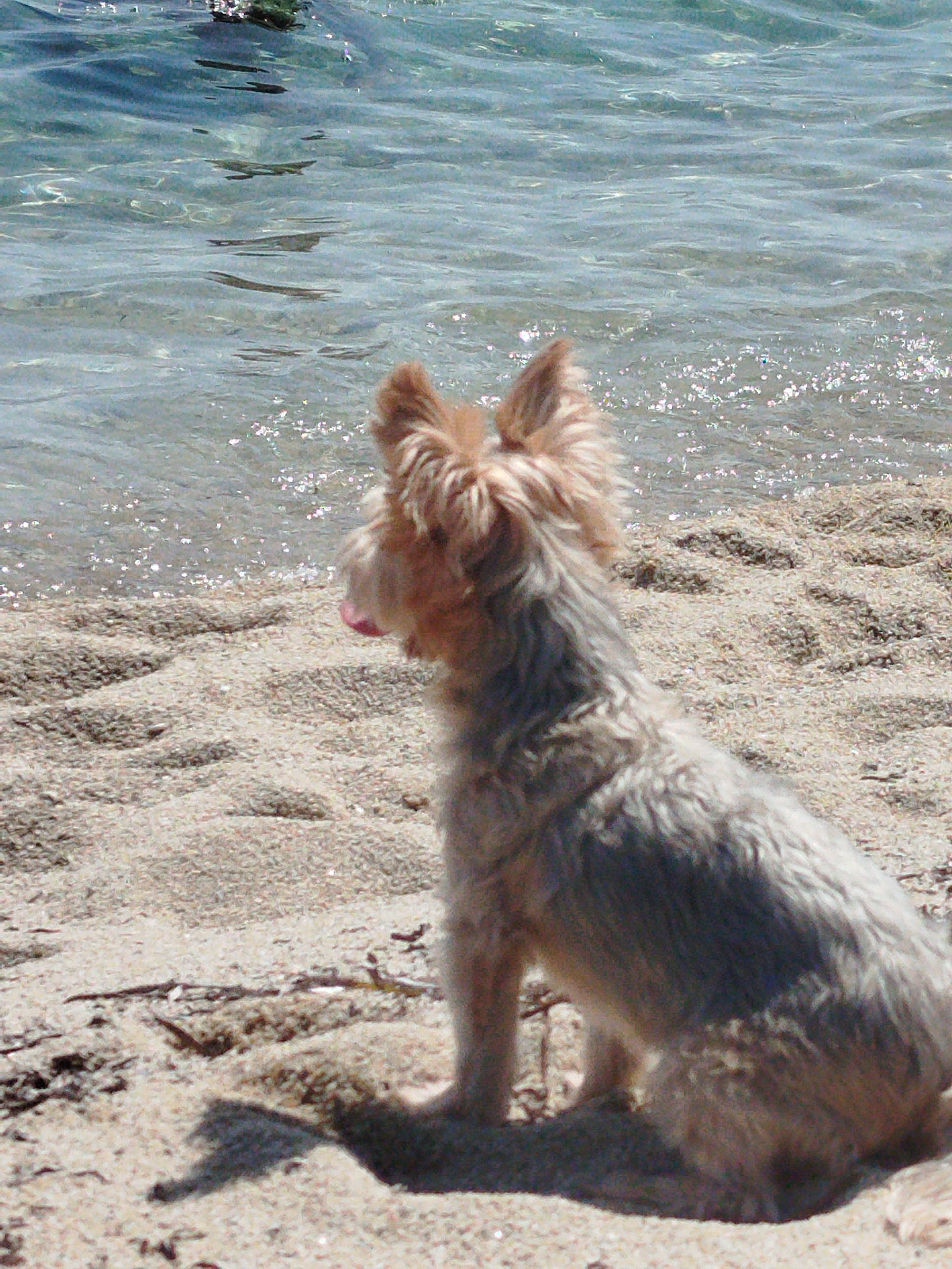 A small, light brown and grey dog with fluffy fur is sitting on a sandy beach, facing the calm, shallow blue water. The dog's tongue is slightly visible, pink. The sand has some debris and footprints. The water is clear with sunlight reflecting off its surface. This scene is located in Sithonia Municipal Unit, Greece.