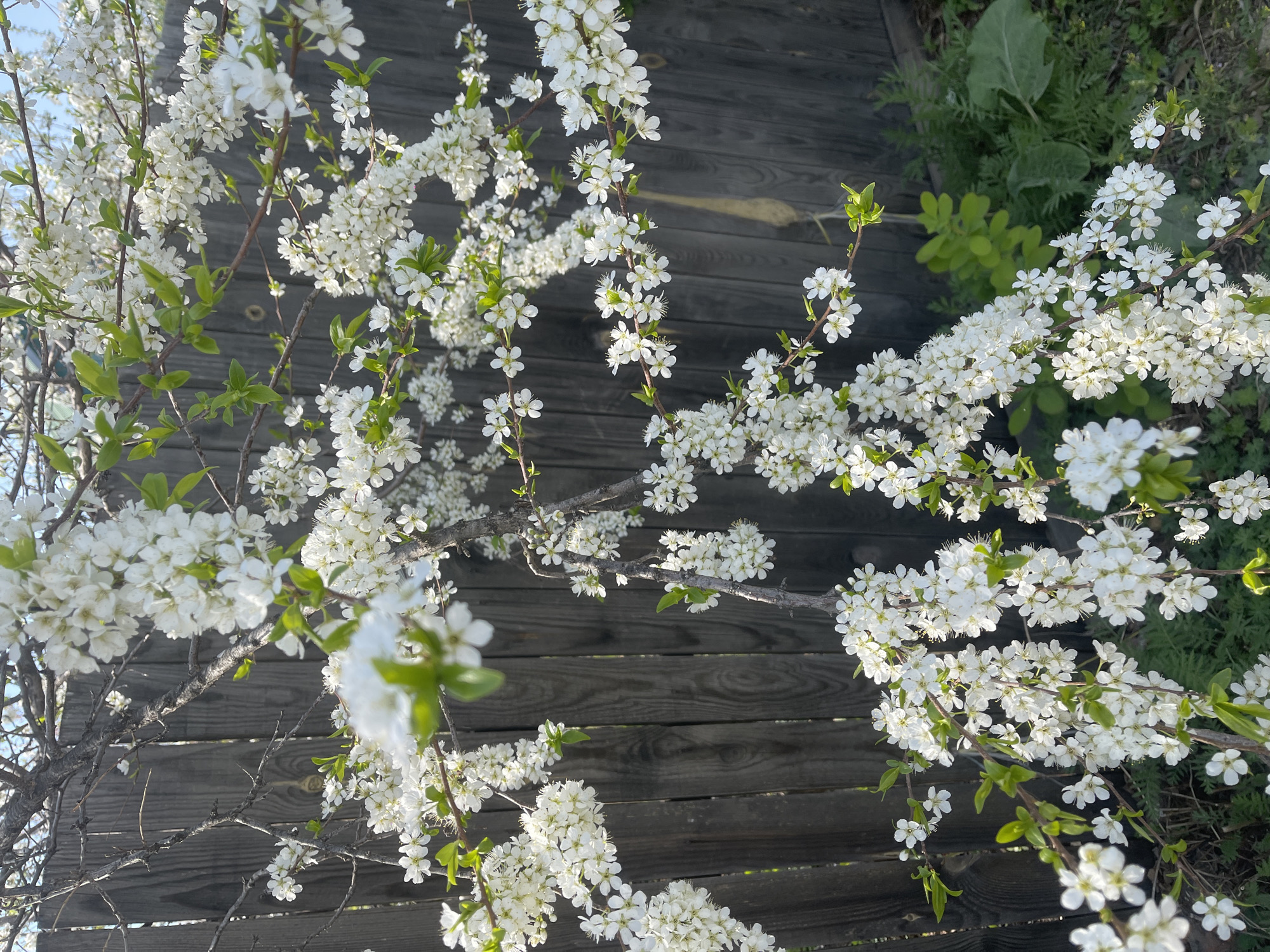 The image depicts a blossoming tree with white flowers against a wooden fence or structure. Green foliage is interspersed among the flowers, and some other greenery is visible near the top right corner. The location is a garden or natural setting, but the specific city and location are not discernible from the image. There are no people present in the image.