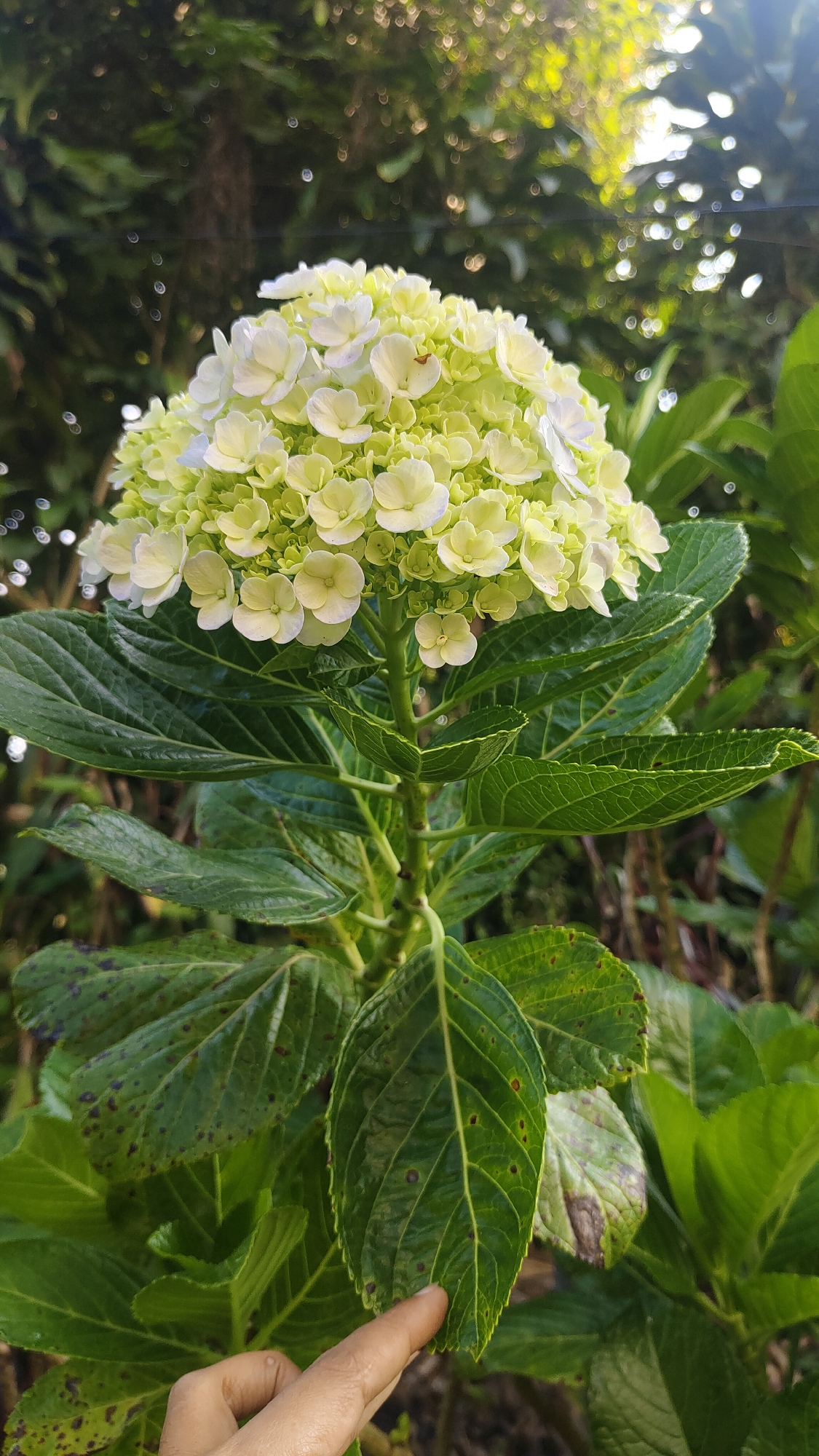 The image is a close-up, vertical shot of a blooming hydrangea plant, likely in a garden setting. The flower is a cluster of small, delicate white and pale green florets, forming a rounded inflorescence. The plant has large, dark green leaves with visible veins and some brown spotting, suggesting they may be affected by disease or age. A human hand is visible in the lower left corner, with a finger pointing towards one of the spotted leaves. The background is blurred, showing greenery and sunlight filtering through trees, creating a bokeh effect. The scene is likely outdoors, given the natural lighting and foliage. The location is Cisarua, Indonesia.
