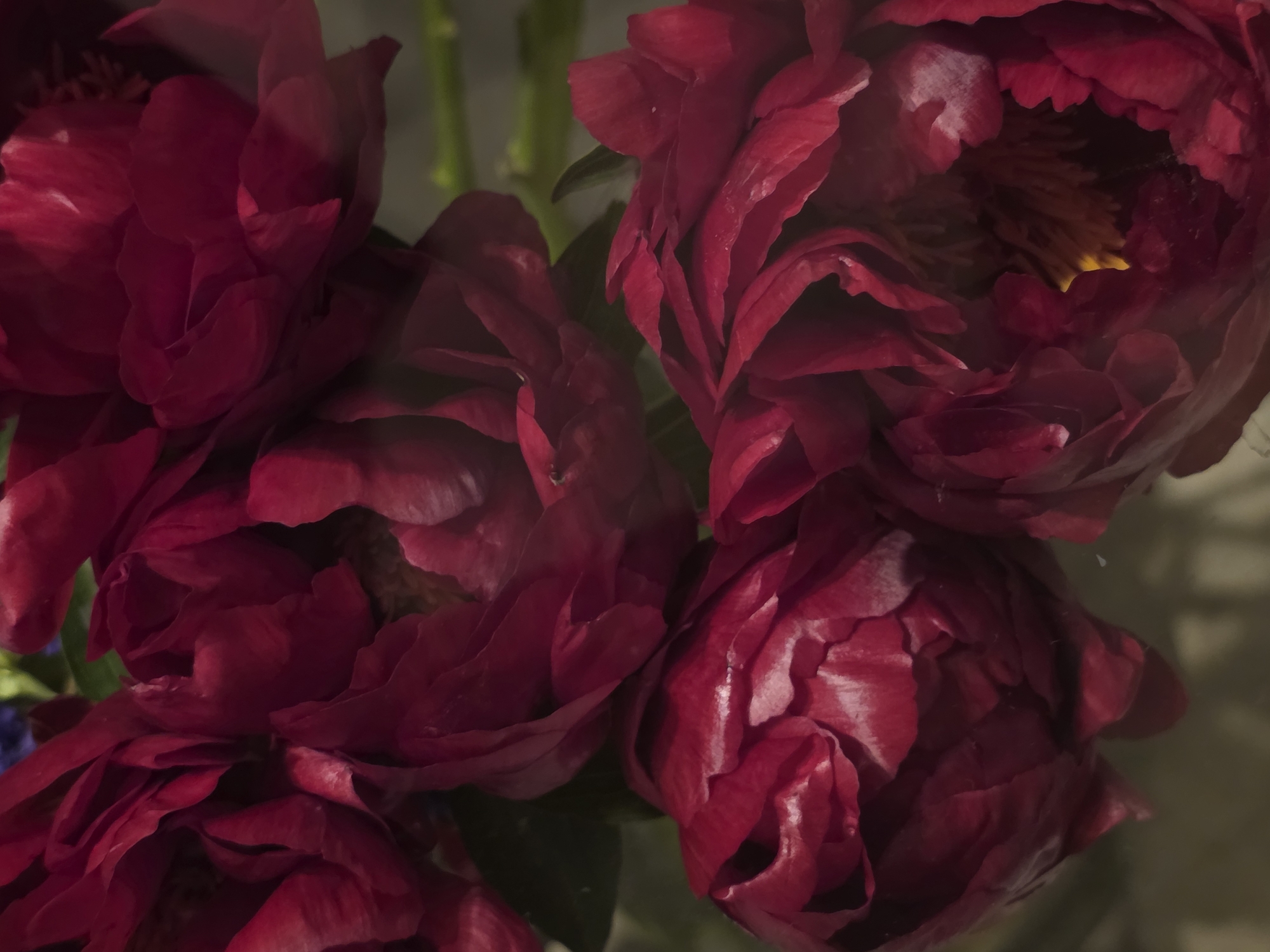 A close-up, top-down view captures several dark red peony blossoms. The petals are ruffled and layered, with some showing hints of lighter pink or white at their edges. The center of one blossom reveals yellow stamens. The lighting creates deep shadows and highlights on the velvety petals. The background is out of focus, with blurred green foliage and a hint of a light gray surface. The image is dark and moody, with the focus solely on the intricate details of the flowers. The scene appears to be indoors, possibly in a studio or home setting, with no indication of a specific city or location.