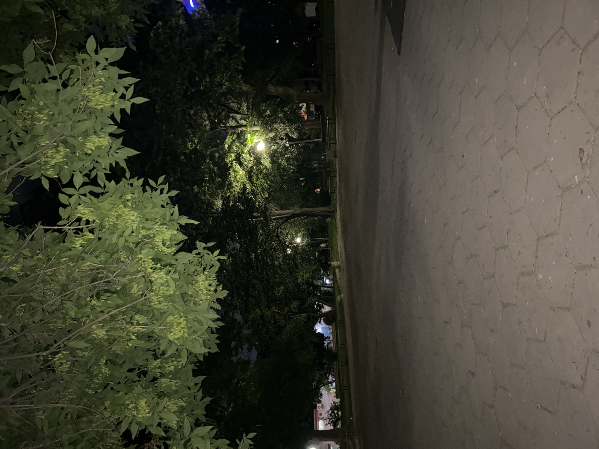 The image shows a night scene in a park. On the left, there is a tree with green leaves. In the center, a walkway stretches into the distance, illuminated by streetlights. The walkway is made of hexagonal paving stones. Trees line the path, and some buildings are visible in the background. The location appears to be a public park. It is not possible to determine the specific location within Plovdiv, Bulgaria, based solely on the image.