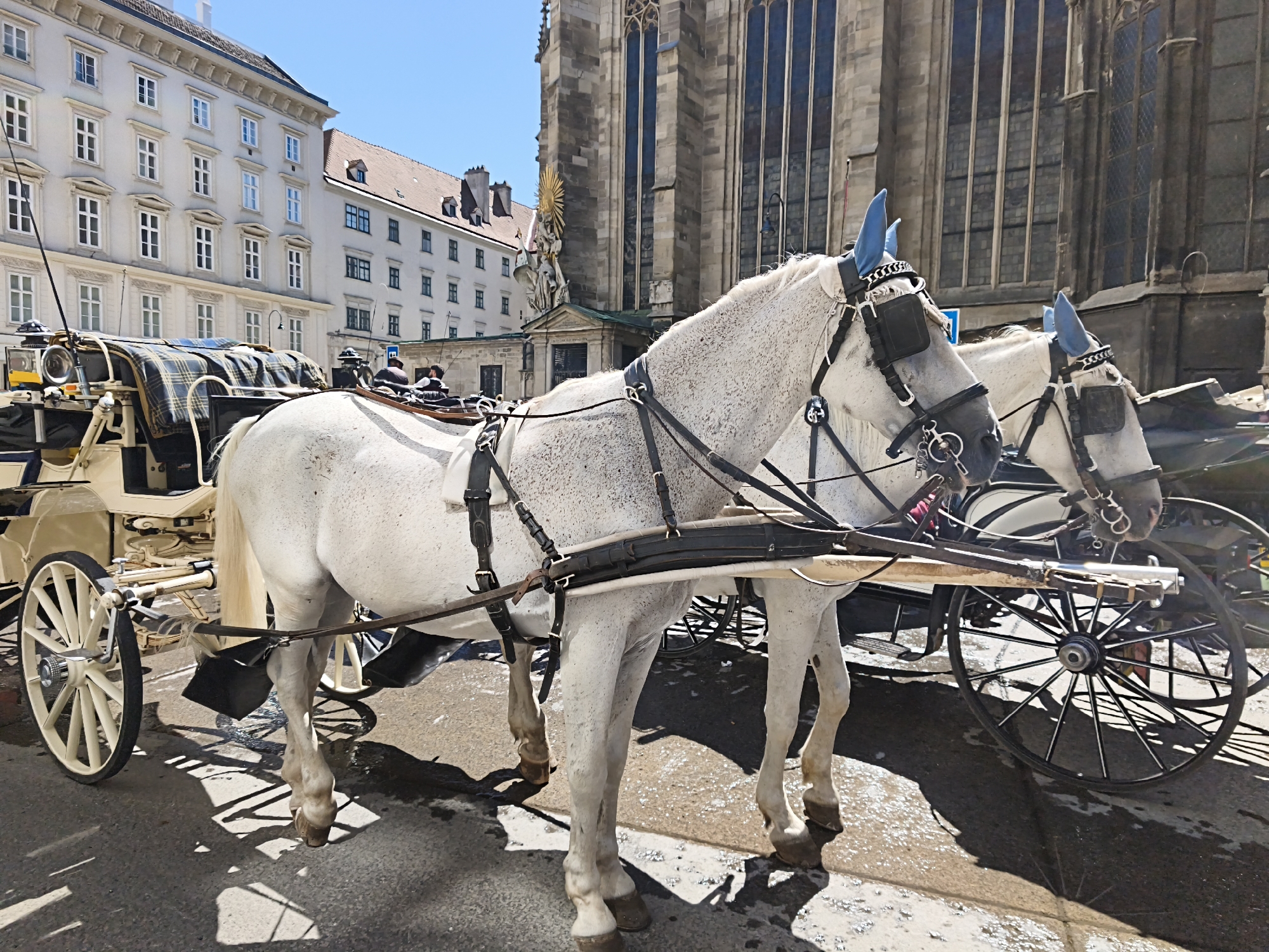 The image depicts a horse-drawn carriage on a street in Vienna, Austria. Two white horses with dappled coats are harnessed to the carriage. They are wearing blue ear covers. The horses are fitted with bridles and blinkers. The carriage is a traditional design, with a canopy and seating for passengers. In the background, there is a large, gothic-style building that appears to be a cathedral or church, with tall, arched windows. The architecture suggests a historic European city. The street is paved, and there are shadows cast on the ground, indicating a sunny day. The overall scene suggests a tourist activity, with the carriage likely offering rides to visitors in the city. The presence of the cathedral in the background and the style of the buildings strongly indicate this is a location like Stephansplatz, in front of St. Stephen's Cathedral in Vienna.