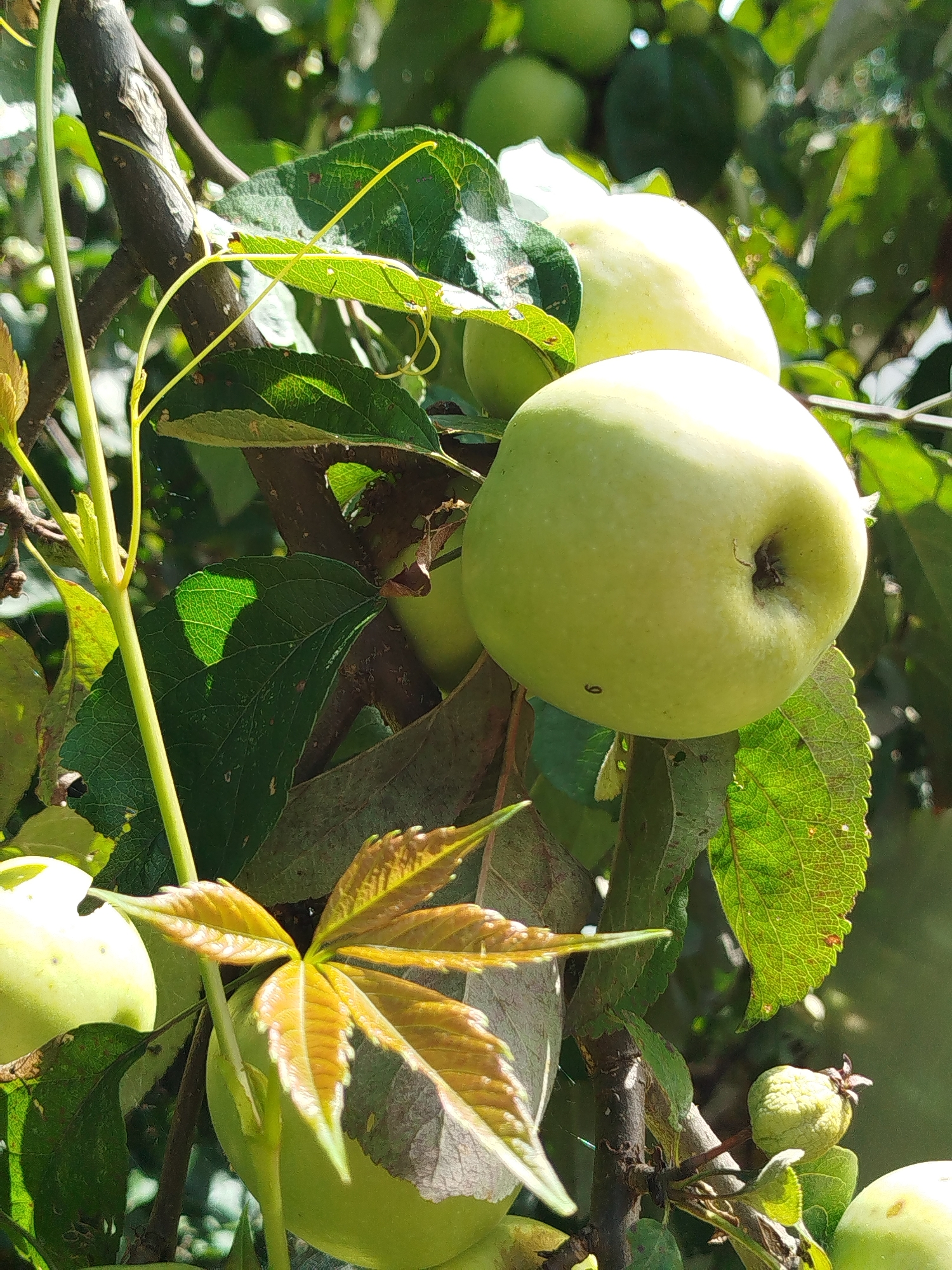 The image shows a close-up view of green apples growing on a tree branch in an orchard. The apples are light green and appear to be unripe. They are surrounded by lush green leaves and some brown, dry leaves. The sunlight filters through the leaves, creating dappled shadows on the fruit. In the foreground, a coiled green vine is visible, and at the bottom left, some reddish-brown leaves are prominent. The overall scene suggests a natural, outdoor setting, likely in a garden or orchard. The specific location mentioned, Чкаловское Снт, Russia, indicates it is likely a dacha or a community garden area. There are no people or animals visible in the image. The focus is on the fruit and foliage, highlighting the natural beauty of the apple tree.