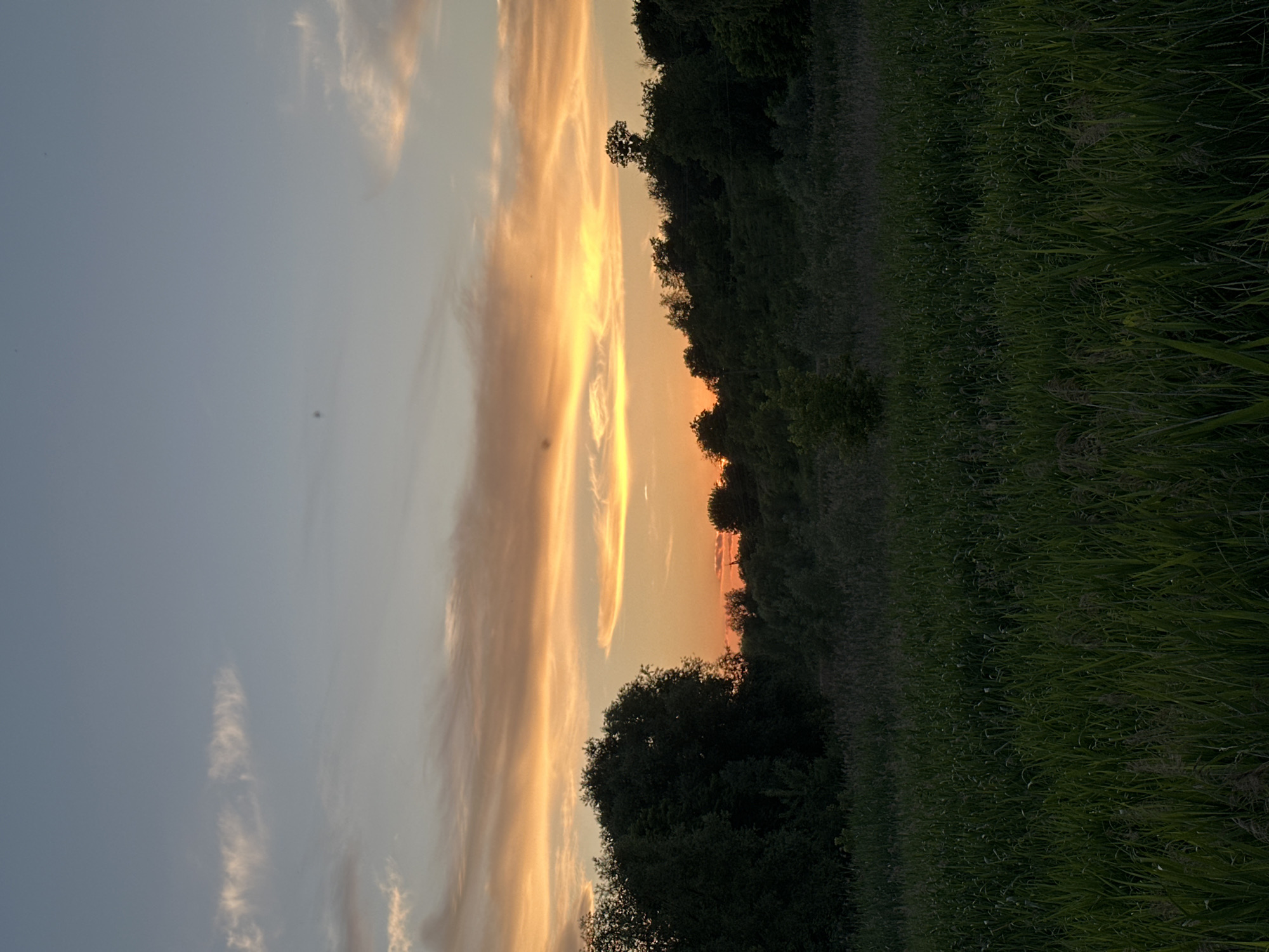An outdoor, vertical, eye-level shot captures a sunset over a field of tall grass bordered by a dense line of trees. The sky is a gradient of pale blue at the top, transitioning to soft orange and yellow hues near the horizon, streaked with wispy white clouds. In the foreground, a dark green, tall grass field dominates the lower half of the image. Behind the field, a thick line of dark green trees forms a silhouette against the sunset, with a few taller trees visible at the edges. The lighting suggests late evening.