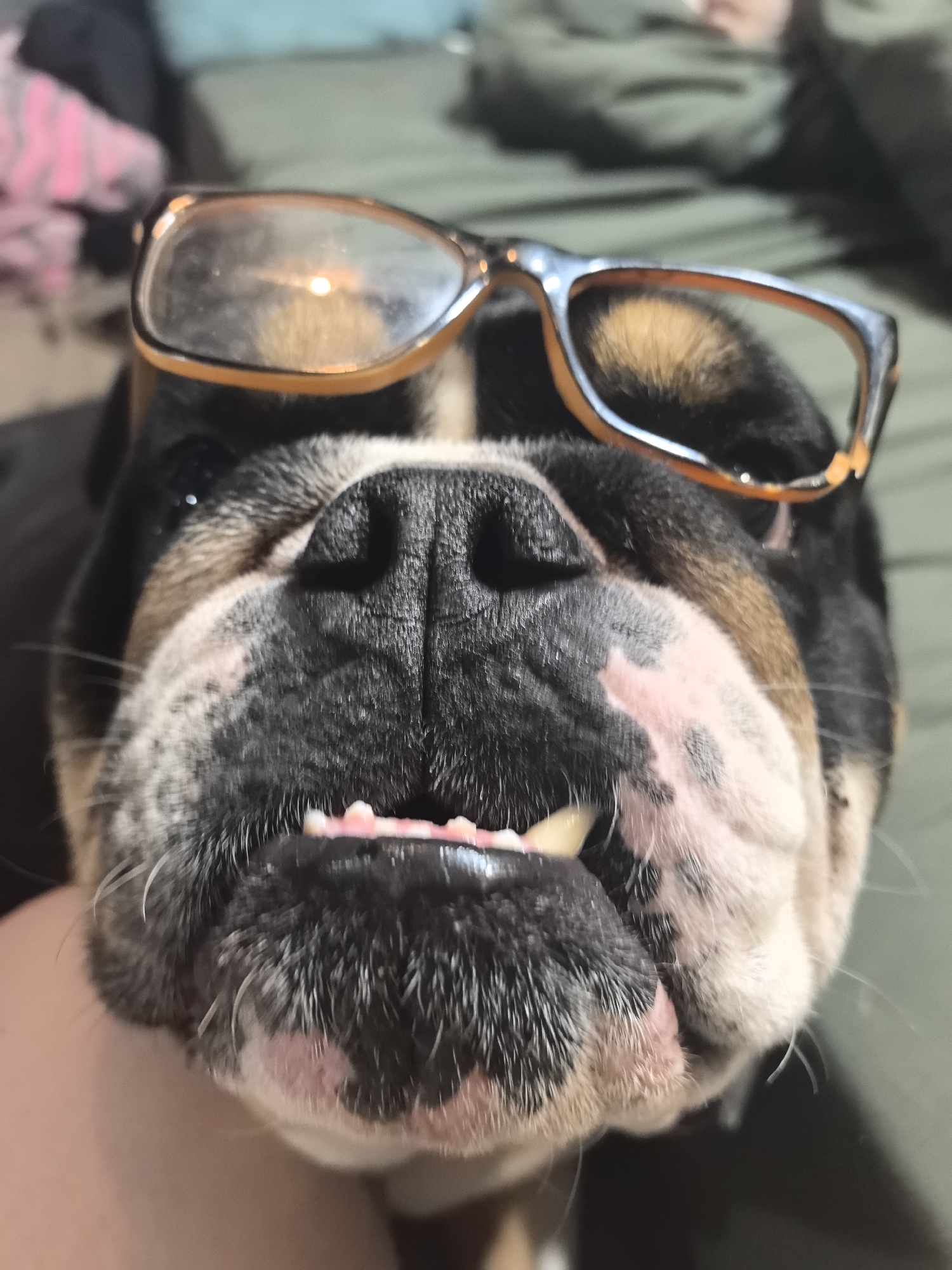 A close-up shot features an English Bulldog wearing glasses. The dog is positioned centrally, its face taking up most of the frame. The glasses are slightly crooked on its head, and its teeth are visible. The background is blurred, suggesting an indoor setting.