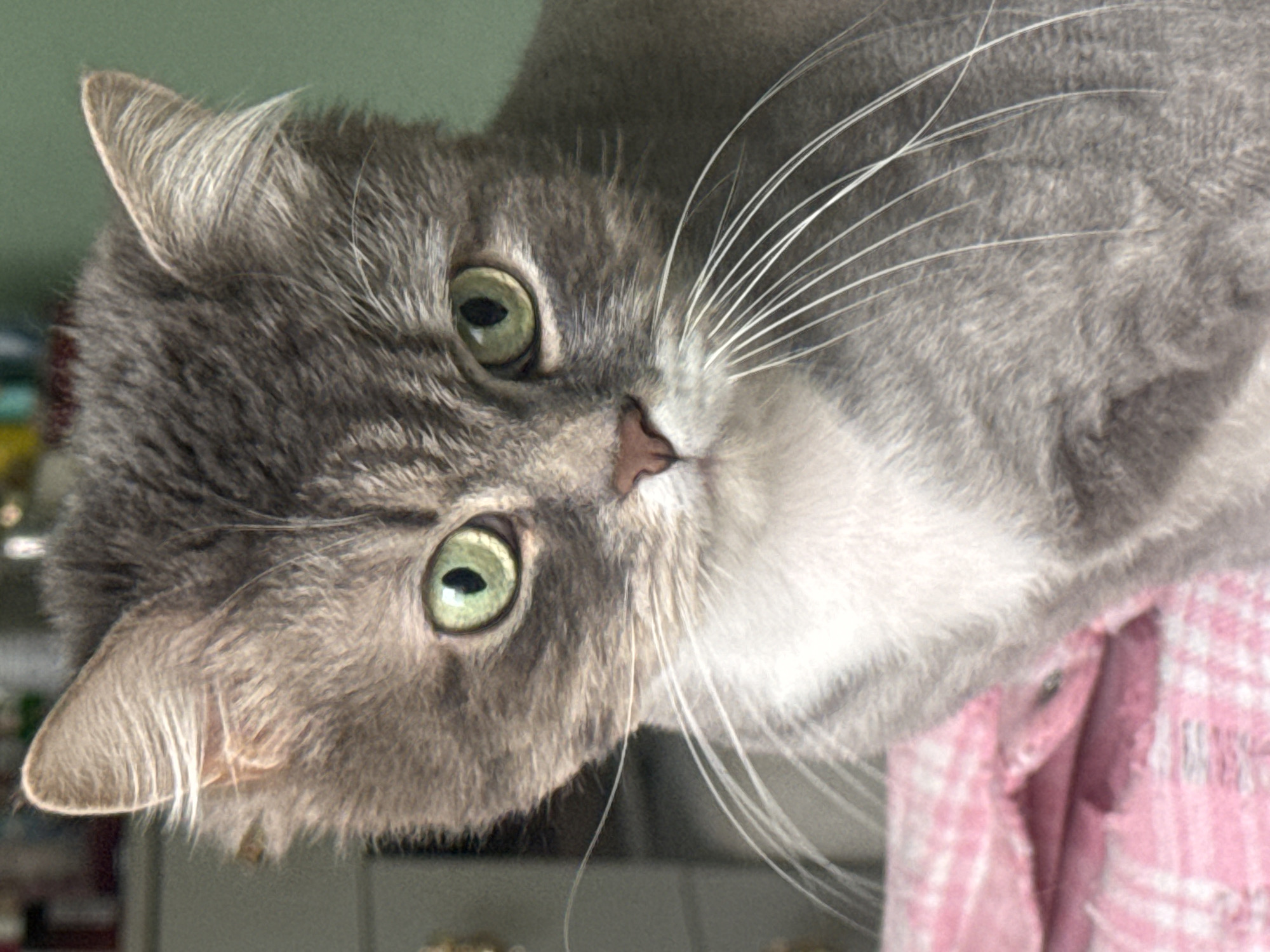 A close-up, slightly blurry photograph shows a gray cat with green eyes and long white whiskers. The cat is positioned at an angle, with its head tilted to the left. A pink and white patterned fabric is visible in the lower right corner. The background is a muted green color. There is no indication of this image being from Moscow, Russia.
