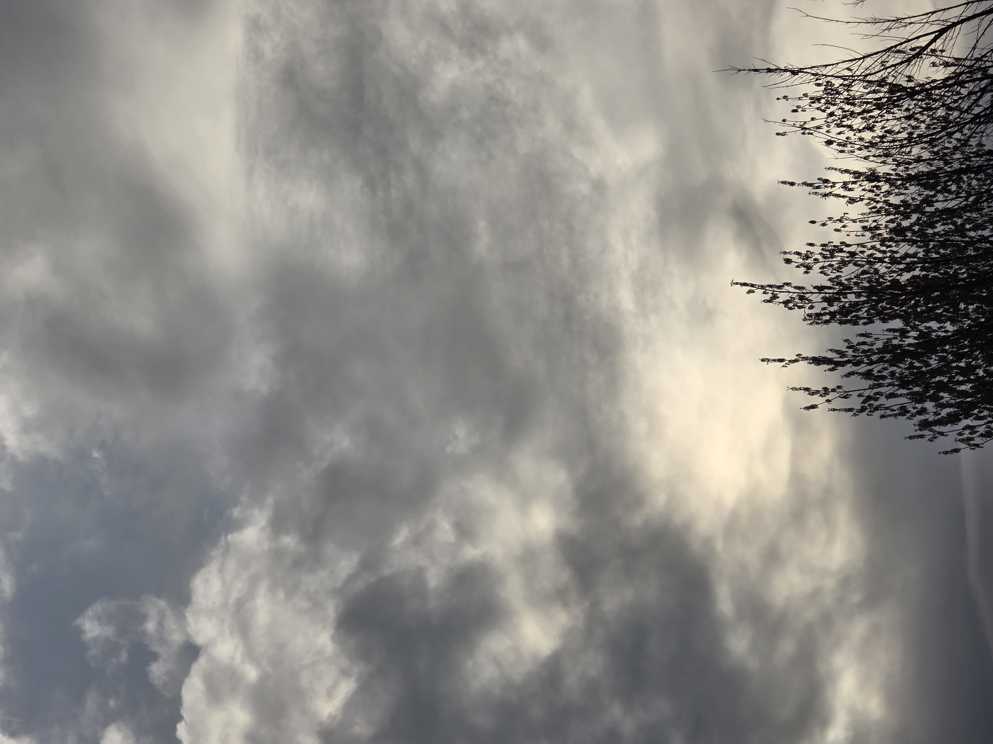The image shows a cloudy sky in Plovdiv, Bulgaria. A tree branch is silhouetted against the sky in the upper right corner. The clouds are predominantly grey, with some lighter, almost white patches visible. The overall tone is overcast and potentially signaling an approaching storm. No people or specific objects are visible aside from the sky and branches.