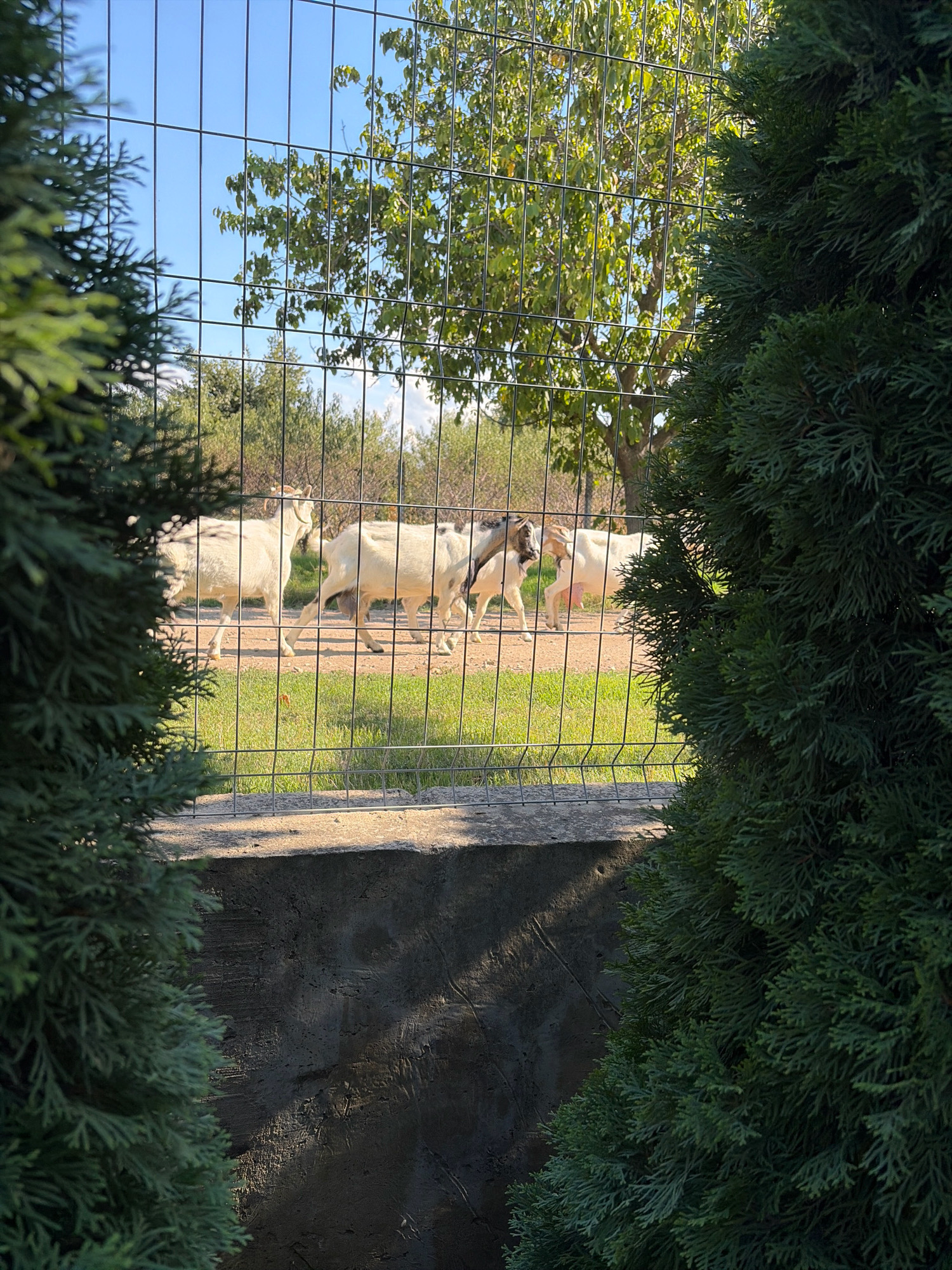 The image depicts an outdoor scene, likely within the city of Oxentea, Moldova. In the foreground, a dark green evergreen bush partially obscures a wire fence. Through the fence, several goats are visible on a dirt path with patches of green grass. The goats are predominantly white with some black markings on one of them. One goat stands out with a distinct tan color and large horns. In the background, deciduous trees with green foliage are present under a clear blue sky. The ground appears to be a mix of dirt and grass, with a concrete structure visible below the fence line. The lighting suggests it is daytime, possibly late afternoon, given the shadows cast on the concrete. There are no people visible in the frame.