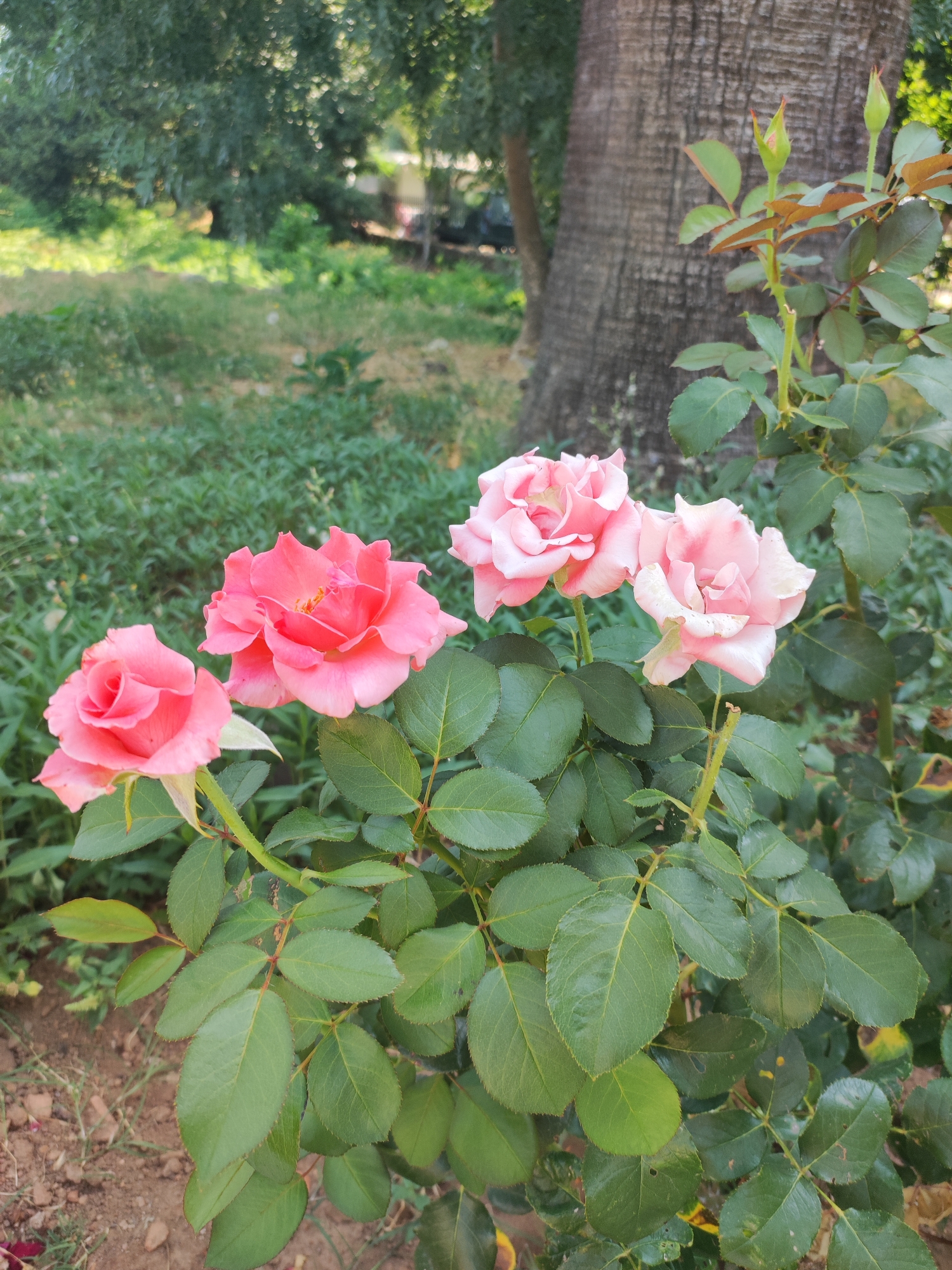 The image shows a close-up of a rose bush with four pink roses in bloom. The roses are various shades of pink, with some appearing a brighter coral pink and others a softer, pale pink. The rose bush has lush green leaves with serrated edges, and some thorny stems are visible. In the background, a large tree with rough bark is prominent, and behind that, there is blurred greenery and a hint of what might be a building. The ground in the foreground is covered with dirt, small stones, and some dried leaves. The lighting suggests it is daytime, possibly in the late morning or early afternoon, with sunlight filtering through the leaves and creating some dappled effects. The scene is outdoors in a natural setting, likely a garden or park. There are no people or animals visible in the image. This scene is located in the city of Cadalso, Spain.