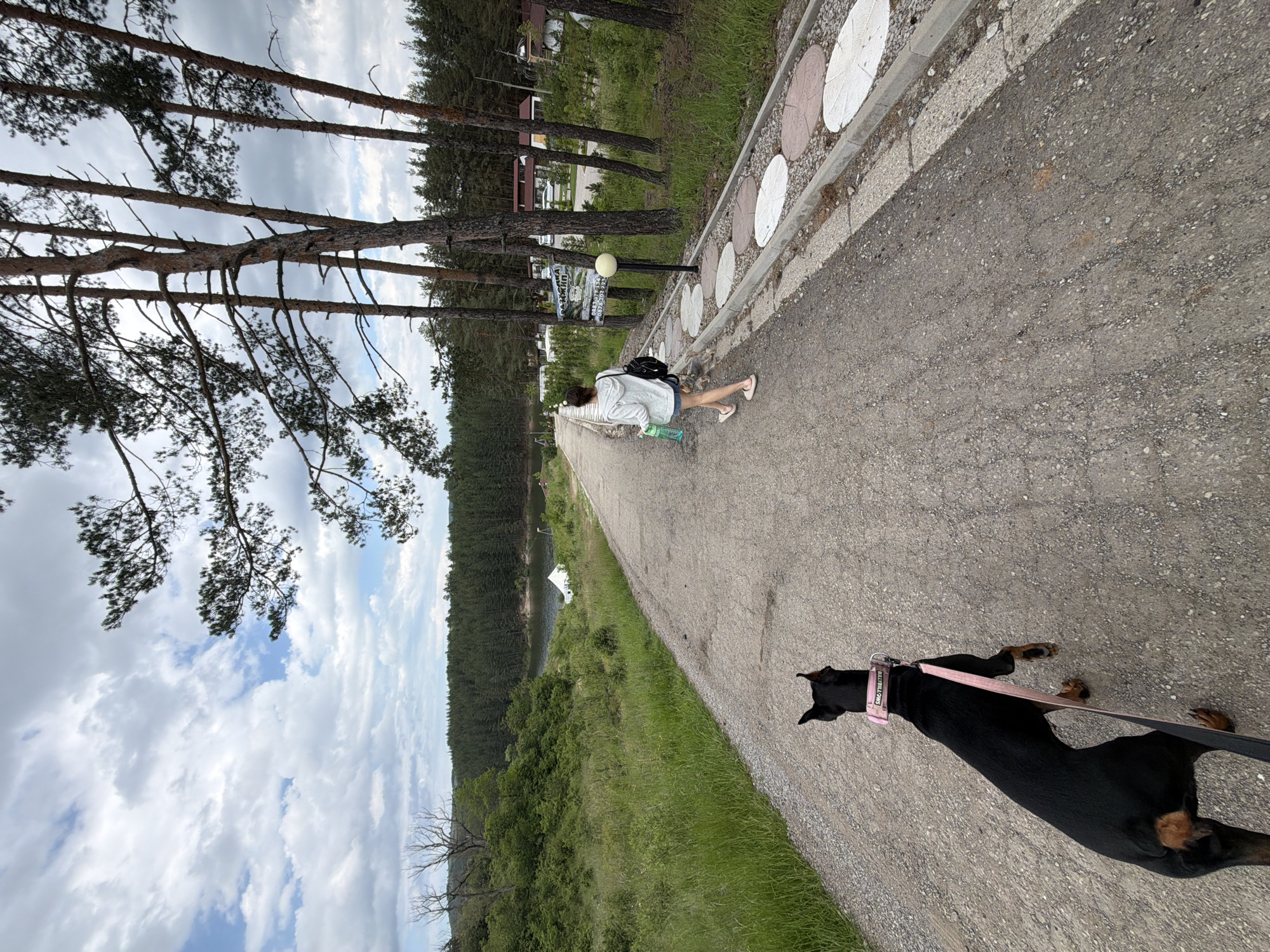 In Alino, Bulgaria, a Doberman dog and a person are observed walking along a gravel-surfaced road, receding from the camera's perspective. The road surface exhibits cracks and scattered small stones.
The dog, a black Doberman with tan markings on its lower legs and tail area, is positioned on the left side of the road, slightly ahead of the person. It wears a pink collar with "BALKYLIOVS" inscribed on it and is attached to a pink leash. Its tail is docked, and ears are erect.
The person, visible from behind, wears a light-colored hooded long-sleeve garment, light blue denim shorts, and light pink flip-flops. They carry a dark backpack on their left shoulder and a clear plastic water bottle in their left hand.
To the right of the road, a narrow paved strip features a decorative path composed of alternating white and brownish-grey circular stepping stones set in gravel. A street lamp with a pale yellow spherical fixture is situated along this path. A dark green sign with white text, partially visible, is affixed to a pine tree further down the road on the right.
Tall, slender pine trees with rough, reddish-brown bark line the right side of the road. In the mid-ground, a dark body of water, likely a lake, is visible, bordered by a dense evergreen forest that extends across the background. A white, pointed tent-like structure is positioned near the lake's edge on the left. Distant buildings with red roofs are partially discernible through the trees on the right side of the lake.
The left side of the road features a sloped embankment covered in lush green grass and various shrubs. On a hill to the far left, several bare, deciduous trees are present. The sky is partly cloudy, displaying a mixture of white and grey clouds with patches of blue.