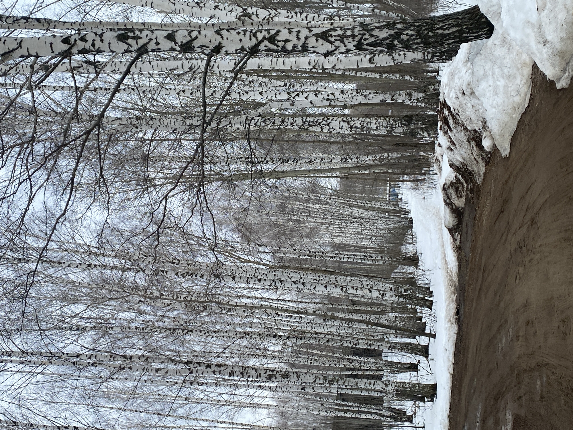 The image depicts a winter scene in what appears to be a birch tree forest or grove, likely near the city of Chaikovsky, Russia, given the predominance of birch trees in that region. The trees are mostly bare of leaves, their white bark marked with characteristic black patterns. The ground is partially covered with snow, and there's a dirt road or path visible alongside the trees, with a snowbank on its edge. The perspective suggests the photo was taken from ground level, looking slightly upwards into the forest. No people or animals are clearly visible in the image. The lighting appears overcast, typical of winter days in the area.