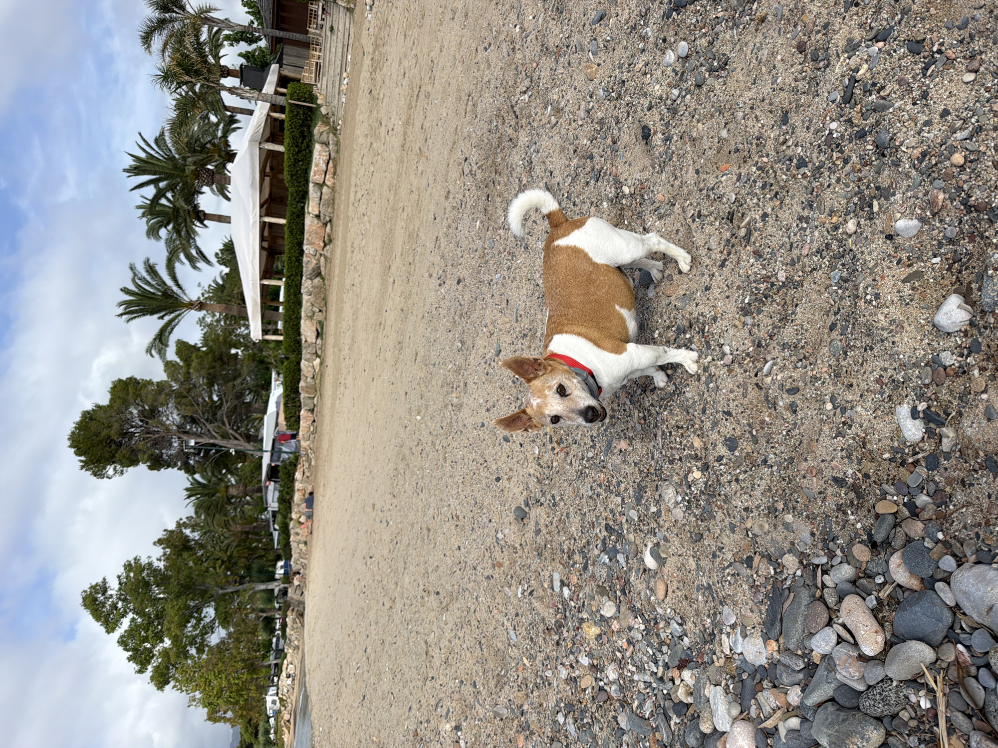 A small, short-haired dog, exhibiting a white and tan/brown coat pattern with patches on its head, back, and ears, stands in the center of the frame on a sandy and pebbled beach. The dog wears a red collar and faces the viewer, its tail curled upwards over its back. The ground beneath the dog is composed of coarse sand intermingled with various sizes of smooth, rounded pebbles, predominantly in shades of grey, brown, and white. In the background, a low retaining wall constructed of large stones, partially topped with green shrubbery, delineates the beach from an area beyond. To the left, behind this wall, a camping ground is visible, featuring multiple white recreational vehicles or tents interspersed among green deciduous trees. To the right, behind a similar wall topped with a neat green hedge, a large white marquee-style tent with wooden support columns is situated, flanked by several tall palm trees. Adjacent to the marquee on the far right, a wooden structure with external steps is visible. The sky above is partly cloudy, displaying patches of blue amidst diffused grey and white clouds. This scene is located on a beach in Mont-roig del Camp, Spain.