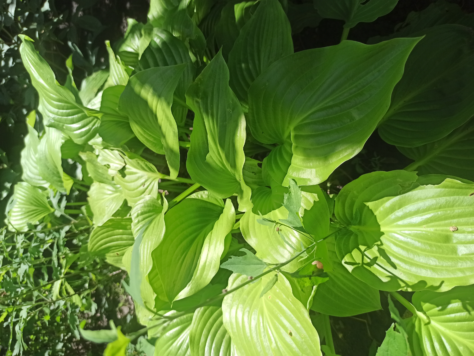 The image shows a dense patch of bright green hosta leaves, some of which are illuminated by sunlight, creating shadows. In the foreground, a thin stem with small buds and leaves emerges from the hostas. The background consists of darker green foliage and dappled shade, suggesting a garden or natural setting. The image was taken in Kryvyi Rih, Ukraine. No people or specific actions are visible.
