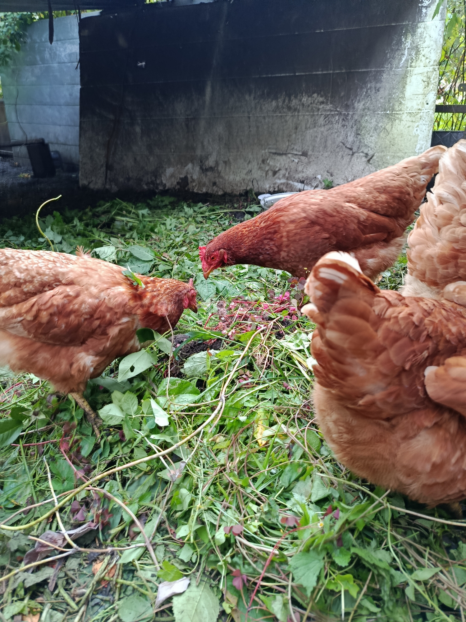 The image shows a group of four brown chickens foraging in a pile of green vegetation and some red berries on the ground. The chickens are of varying sizes and are facing different directions. One chicken in the foreground, on the right, is mostly obscured, showing only its rear feathers. Another chicken, to the left, is also mostly visible from the side. The chicken in the center is pecking at the red berries and vegetation. The background is blurred but appears to be an outdoor structure, possibly a shed or a wall made of concrete blocks, with some overhanging roofing material. The overall scene suggests an outdoor farmyard or garden setting in Verea, Russia.