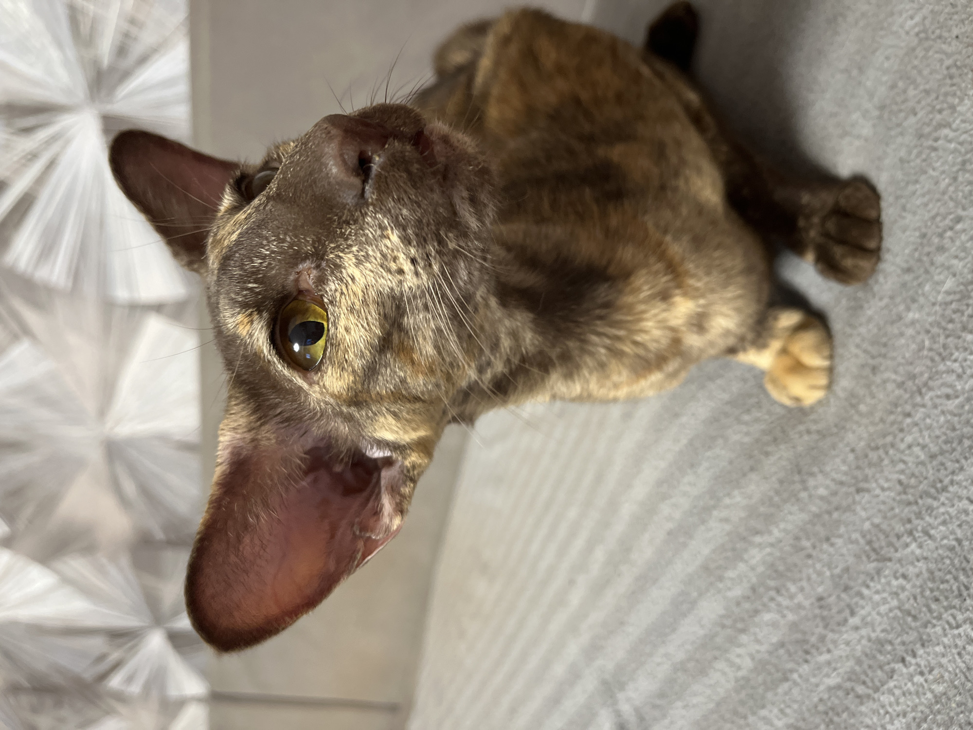 A brown-and-tan Oriental Shorthair cat lies on a gray textured surface. The cat's head is turned upward, with one large ear prominently displayed. The eye visible is yellow-green. The location is not discernible.