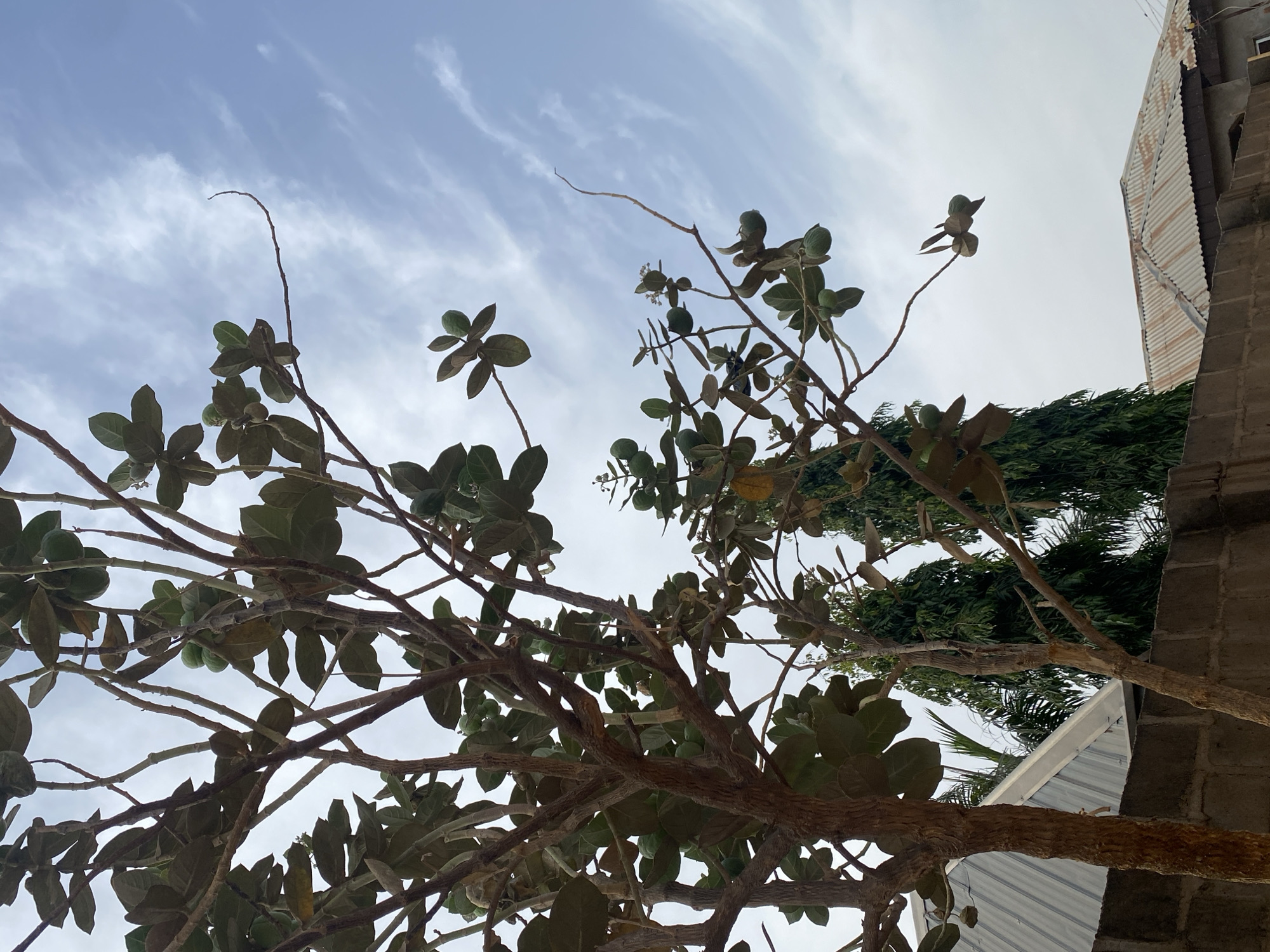 This image depicts a residential or semi-urban scene in Rido, Nigeria, under a partially cloudy, light blue sky. The foreground and mid-ground are dominated by a deciduous tree with a dense network of brown branches. The tree bears numerous large, ovate, dark green leaves and multiple spherical, light green fruits clustered along its branches.
Below the canopy of the main tree, a grey concrete block wall is visible, establishing a structural boundary. In the background, sections of at least two buildings with corrugated metal roofs are apparent: one on the left displaying a lighter-colored roof, and another on the right with a more weathered, rusted roof. Two tall, slender, dark green evergreen trees are also visible behind the primary tree. No individuals, animals, or specific activities are depicted.
