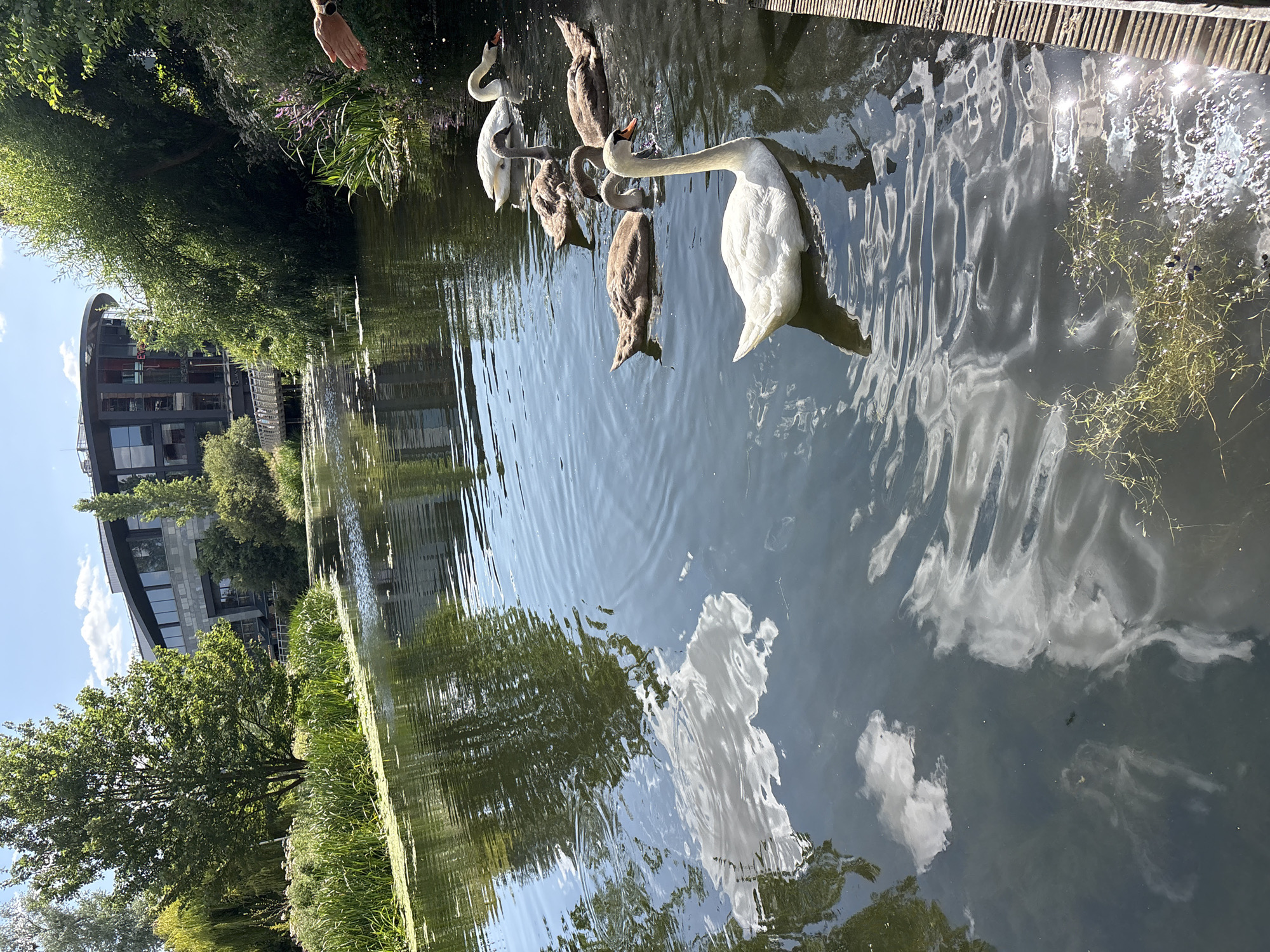 A group of swans are gathered in a body of water near a wooden dock. One swan is a bright white and appears to be reaching towards a hand extended from the top left of the frame. The other swans, a mix of white and grey, are clustered together. The water reflects the sky, clouds, and surrounding greenery, including trees and a modern building with large windows. The scene is illuminated by bright sunlight, suggesting a clear, sunny day. The setting appears to be a park or recreational area, possibly a canal or river, given the presence of the building and the natural environment. There is no visible text in the image.