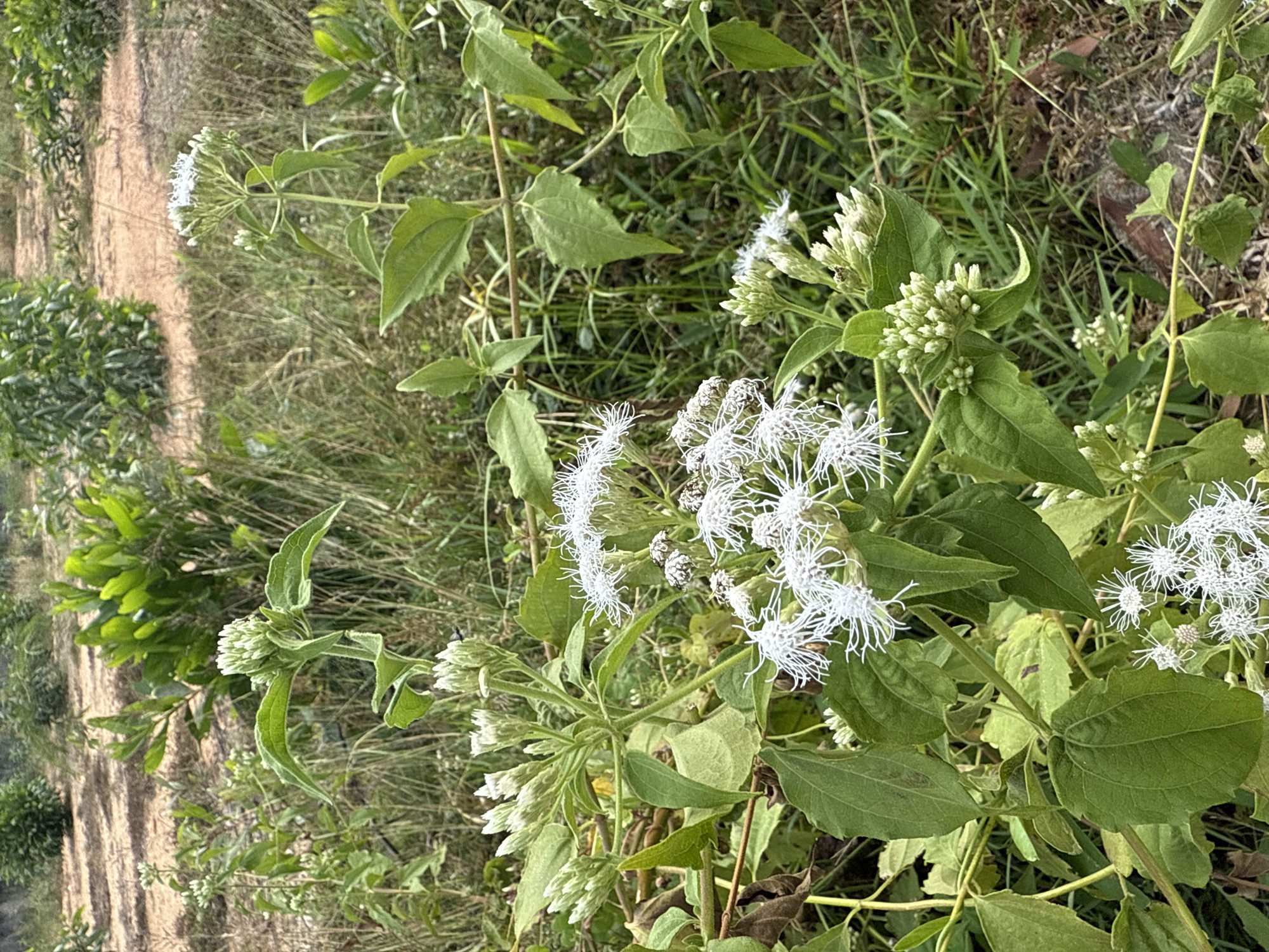 This is a close-up, eye-level, medium shot of a patch of white wildflowers in a rural area of Ko Samui District, Thailand. The wildflowers are clustered in various stages of bloom, with some buds still closed and others fully open with delicate white petals. The flowers are growing on green stems with large, oval-shaped leaves. The background is a blur of green foliage and dry, sandy soil, suggesting an outdoor, natural setting. The lighting is natural, likely daylight, and the focus is sharp on the flowers in the foreground. There are no people or animals visible in the image.