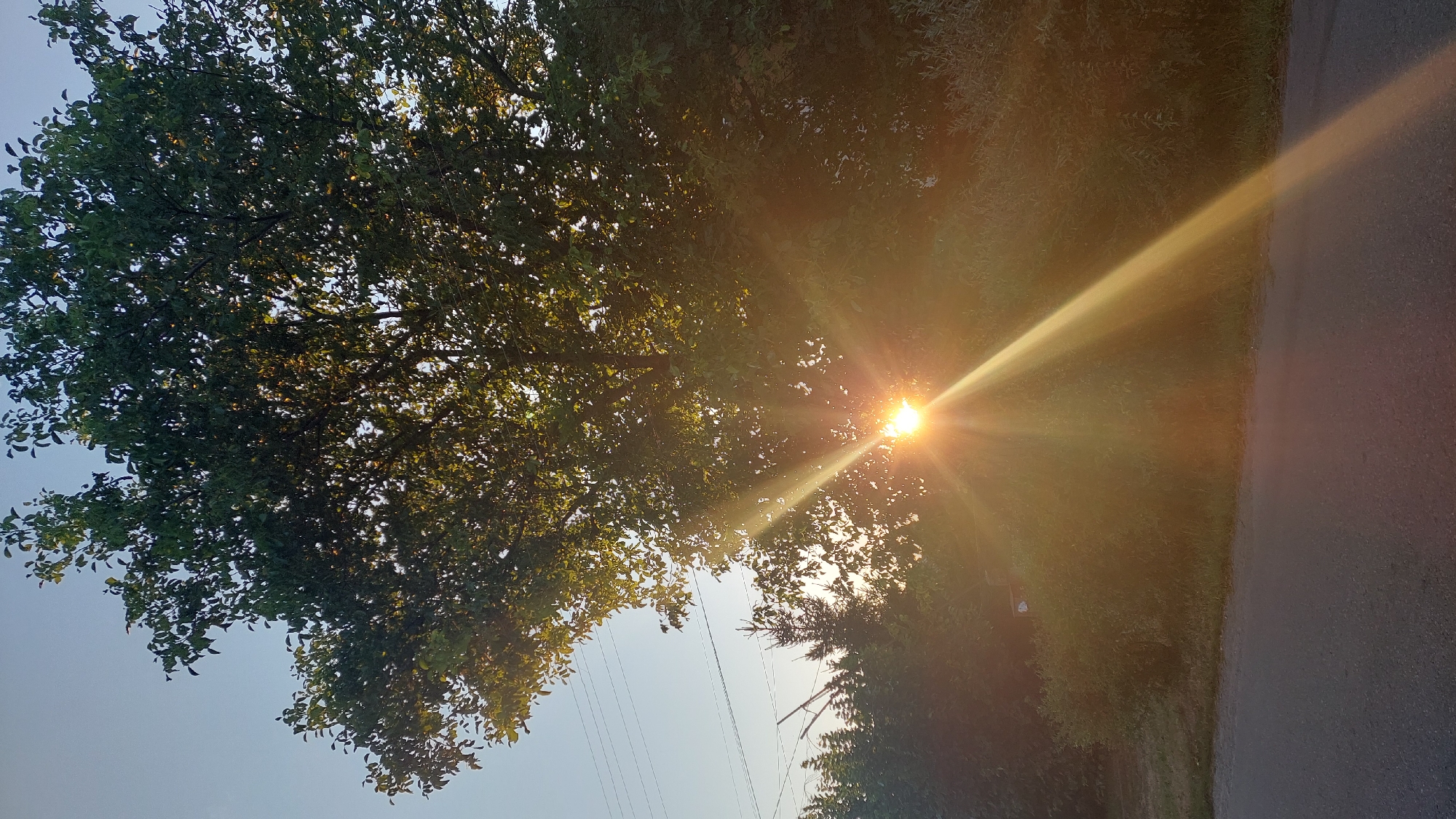 The image depicts a tree in the city of Kozarovychi, Ukraine, with the sun's rays piercing through its foliage. The sun is low in the sky, creating a lens flare effect that streaks across the scene. The tree is large and leafy, with its branches extending upwards and outwards. Behind the tree, a clear blue sky is visible, with a few power lines stretching horizontally across the frame. The foreground shows a paved road or path with some greenery along its edge. The overall scene suggests it was taken during either sunrise or sunset, with the warm light casting a golden hue over the landscape.