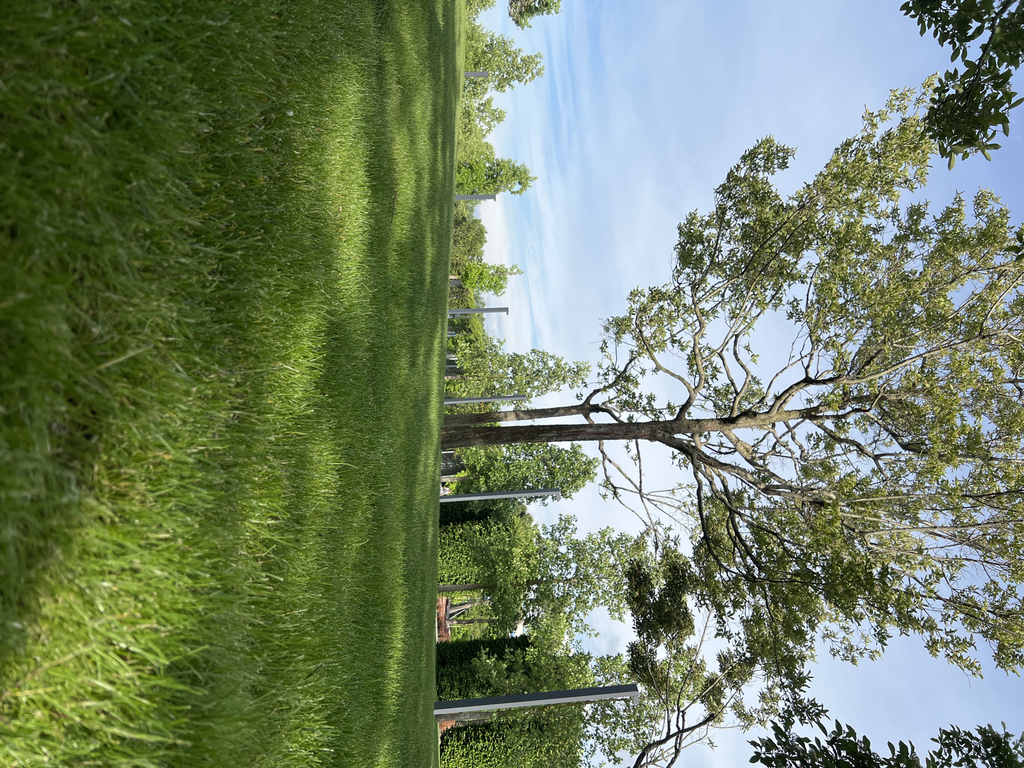 A slightly tilted ground-level shot captures a lush, green lawn extending into the distance, where it meets a line of trees and vertical posts. The sky above is pale blue with wispy clouds. To the right, a large tree with light green leaves dominates the scene. The location is likely a park or garden, possibly in Krasnodar, Russia, given the prompt's instruction. No people are visible. The primary subjects are the grass, trees, and sky. The vertical posts suggest a park structure or design element. There are no apparent actions or interactions. The environment is sunny and peaceful.