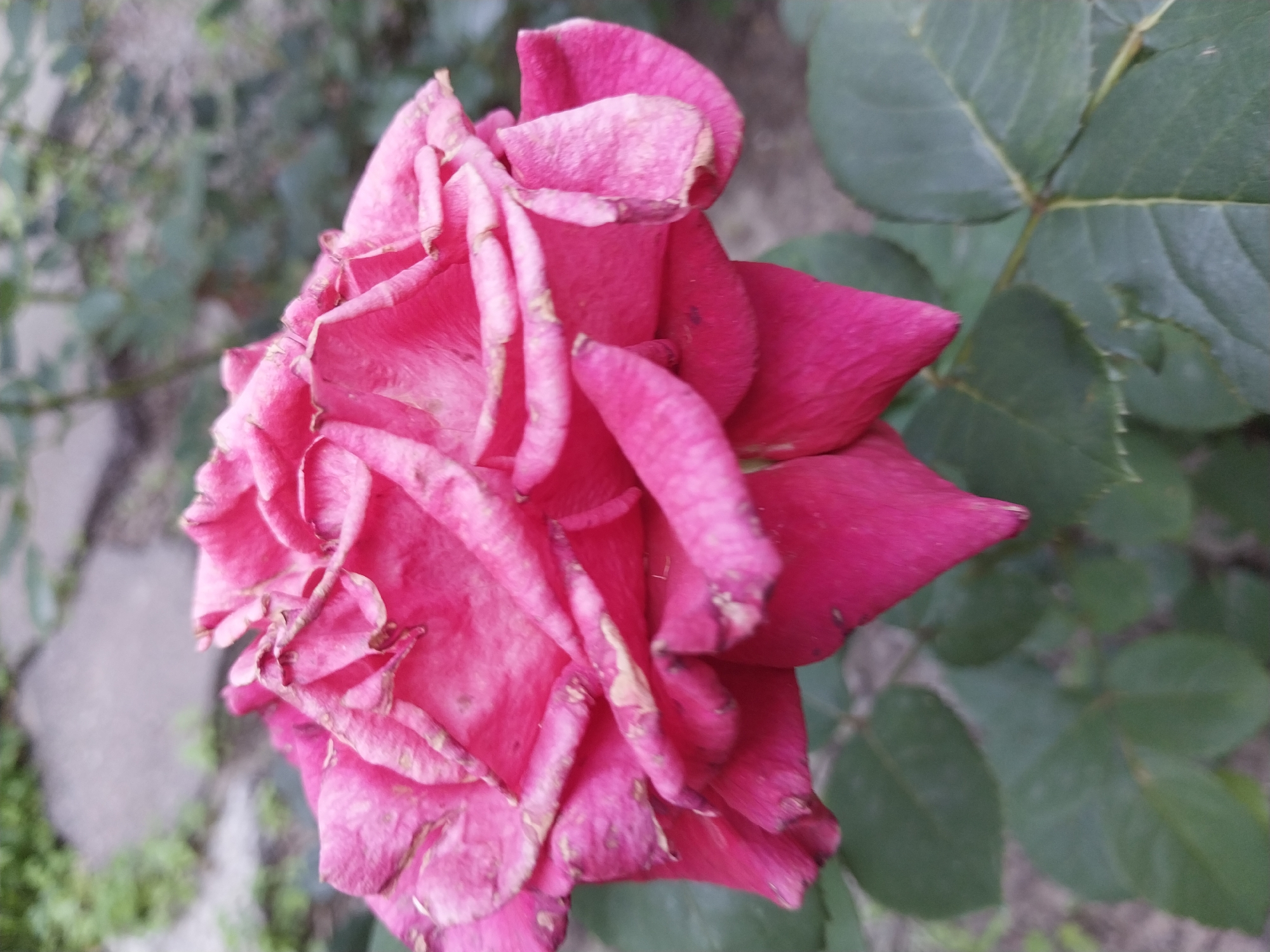 A close-up, vertical, eye-level shot features a vibrant pink rose in full bloom. The petals are unfurled, revealing a complex, layered structure with some edges showing slight browning and wear. The rose is positioned centrally, with its stem and dark green leaves extending downwards and outwards. The background is softly blurred, showing hints of green foliage and gray, possibly paved, ground, suggesting an outdoor setting. The lighting is natural, highlighting the texture and color of the rose. The image lacks any specific indicators of location within the city of Dnipro, Ukraine, or any human presence.