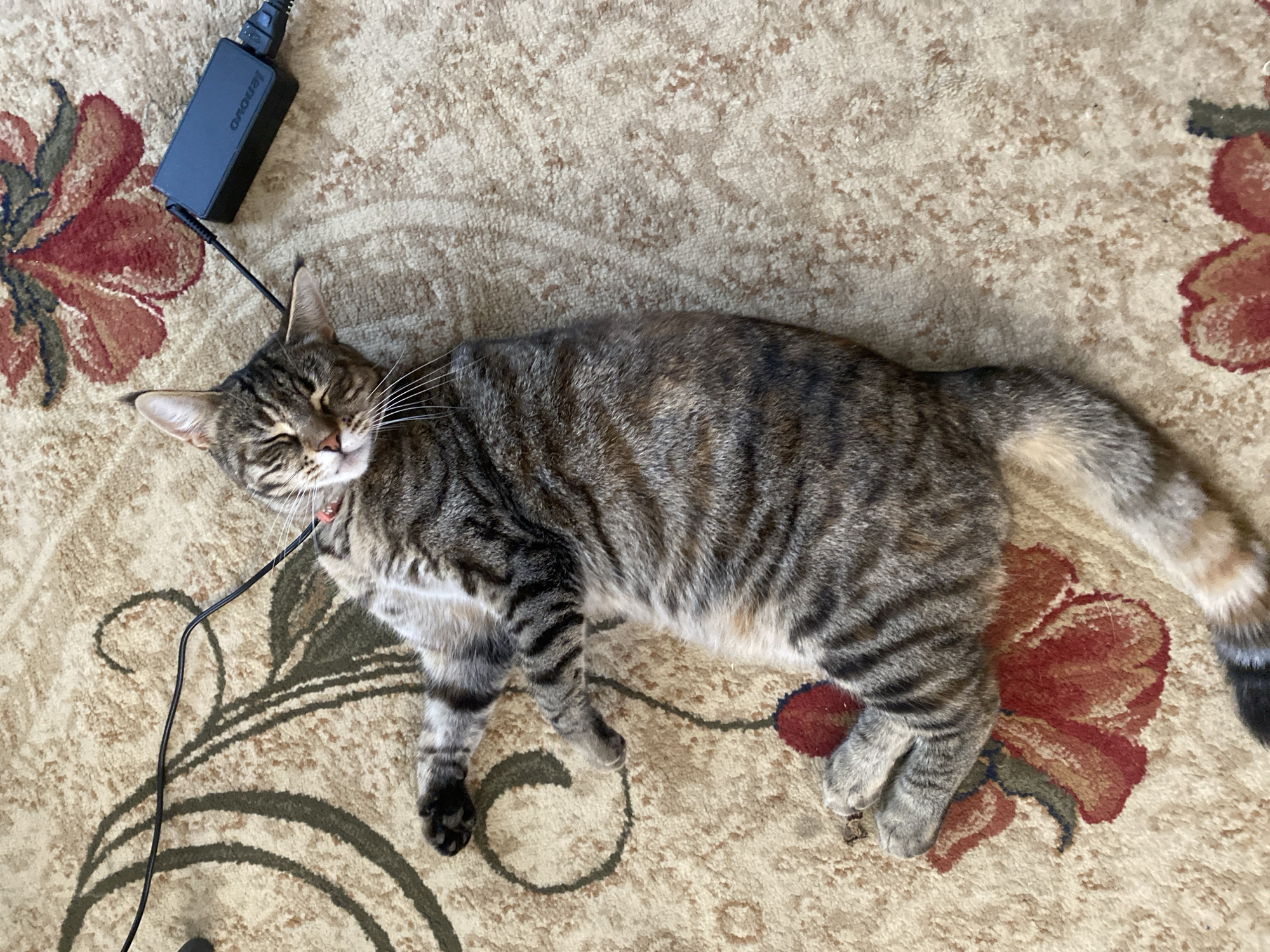 An adult tabby cat is lying on its back on a light-colored carpet with a floral pattern. The cat's eyes are closed, and its mouth is slightly open, giving it a relaxed appearance. A black charging adapter for a Lenovo laptop is positioned to the right of the cat's head, with a black cable extending from it towards the cat. The cat's paws are splayed outwards, and its tail is partially visible at the bottom of the frame. The overall setting appears to be indoors, in a domestic environment. There is no information available to determine the location in the city of Maykop, Russia.