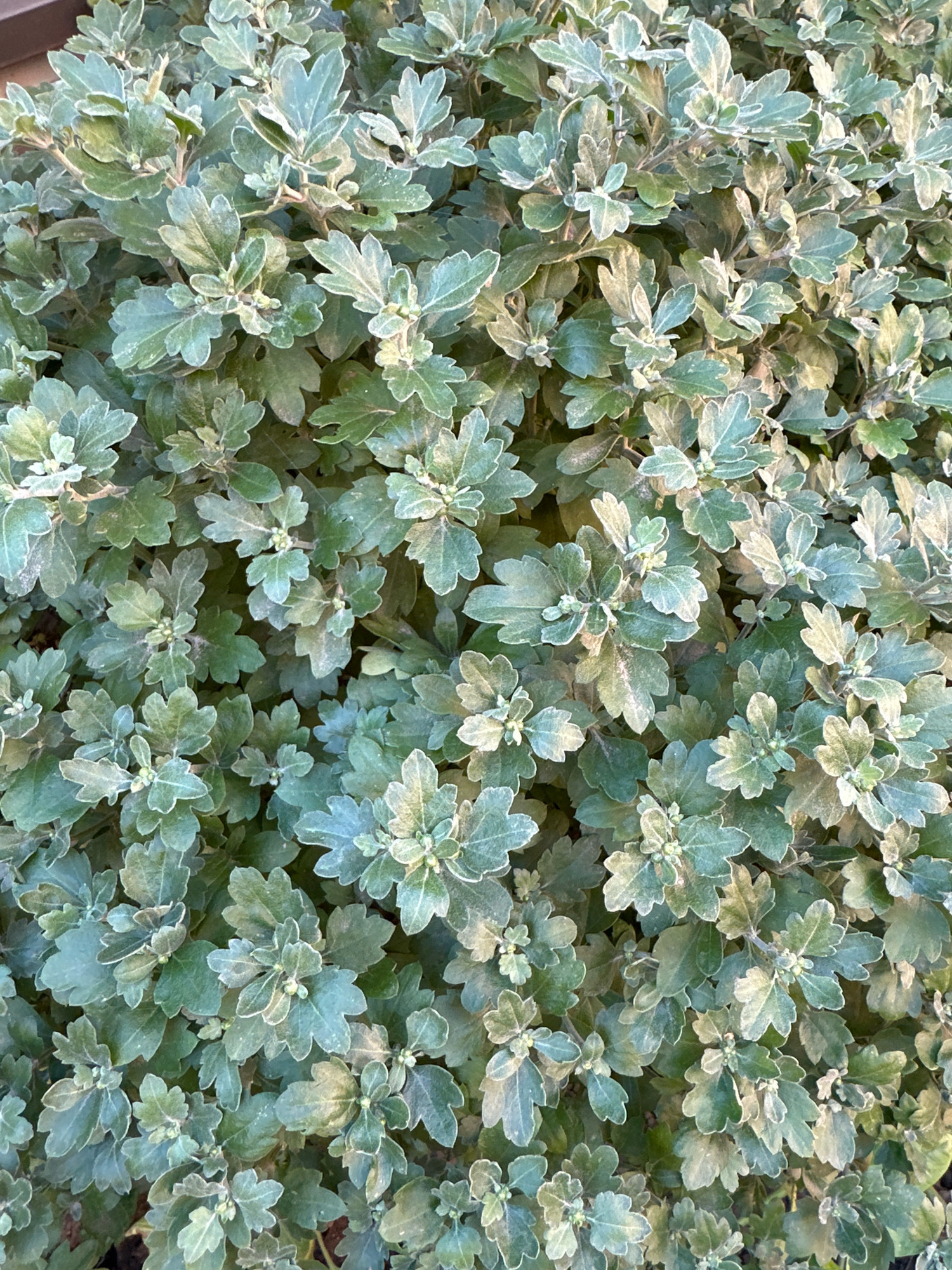 A dense, green bush with serrated leaves is shown in a close-up, top-down view. The leaves are a muted green with a silvery sheen on their edges. The bush appears to be healthy and full. The background is out of focus and suggests an outdoor environment. The location in Blizhnii Khutor, Moldova, is not discernible from the image itself.