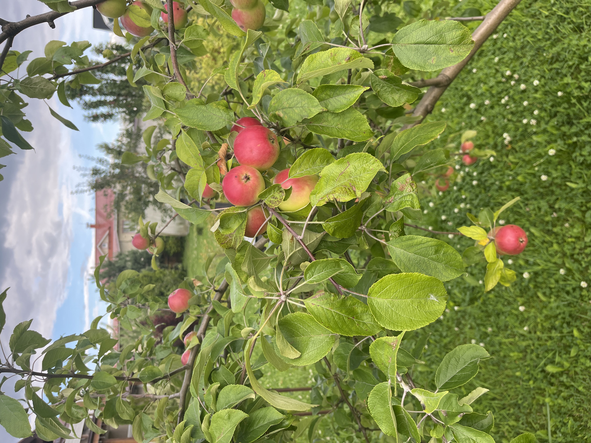 An apple tree with ripe red apples and green leaves is in the foreground. The tree is in a garden in the village of Vladimirovka, Russia. In the background, a house with a red roof and some trees are visible. The sky is cloudy. The ground is covered in green grass and white clover flowers.