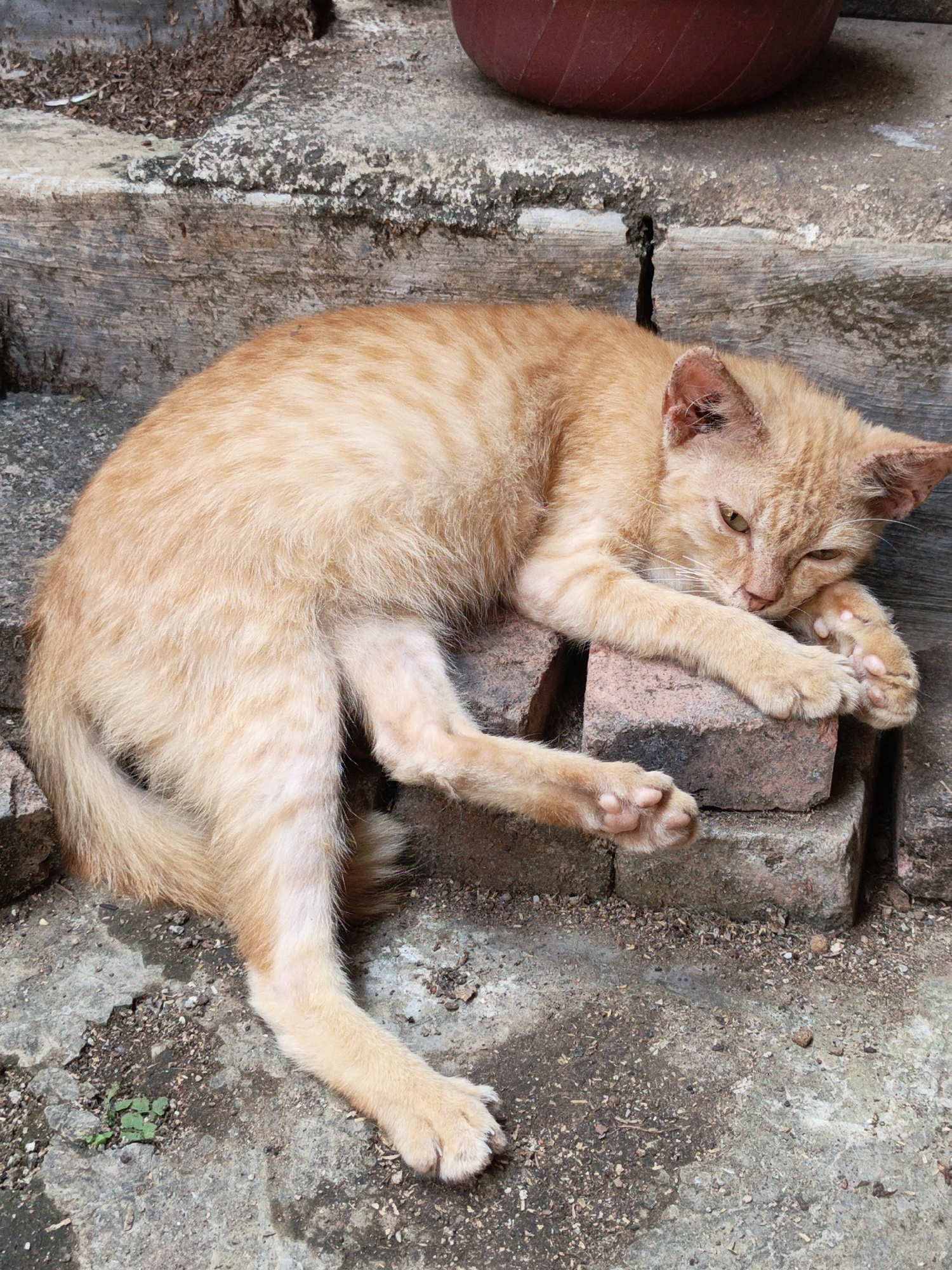 A ginger tabby cat is resting on a stack of weathered bricks. The cat is lying on its side with its head propped on its paws, its eyes partially closed, giving the appearance of being sleepy or unwell. Its fur is short and has distinct tabby markings. The cat's paws are visible, showing pink pads and claws. The bricks are reddish-brown and appear to be old and possibly chipped. Behind the bricks, there are stone steps and a rough, textured surface that appears to be concrete or stone. In the upper background, a dark reddish-brown object, possibly a pot or bowl, is partially visible. The ground beneath the bricks is a mixture of concrete and loose debris, including small stones, dirt, and dry organic matter. The overall scene suggests an outdoor environment, possibly in a neglected or rustic urban setting. The cat appears to be in a relaxed, albeit possibly uncomfortable, resting position. The location is identified as Gedung Nyapah, Indonesia, implying an urban setting within that region.