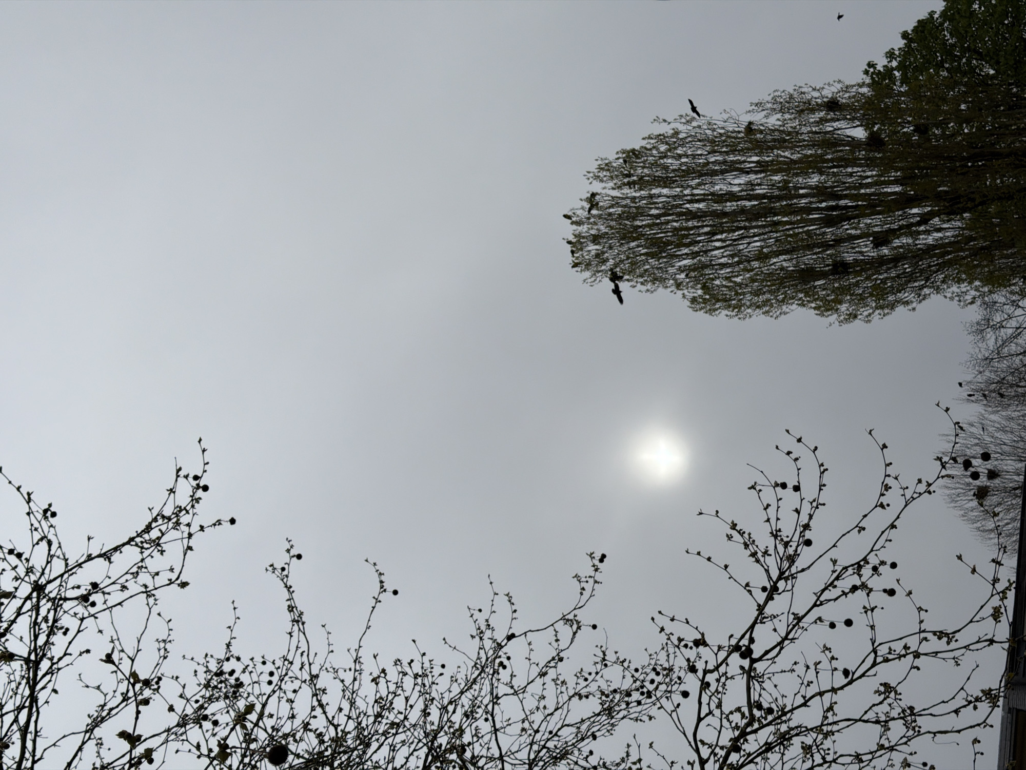 The image depicts a low-angle view of the sky, presumably taken in Esch-sur-Alzette, Luxembourg, although the specifics of the location are not visually evident. The sky is overcast, with the sun visible as a diffused bright spot. Silhouetted tree branches with buds or small fruits occupy the lower portion of the frame, while the upper right features a tree crown dense with branches and possibly leaves. Several dark birds are visible in flight and perched within the tree. The scene is monochrome or near monochrome.