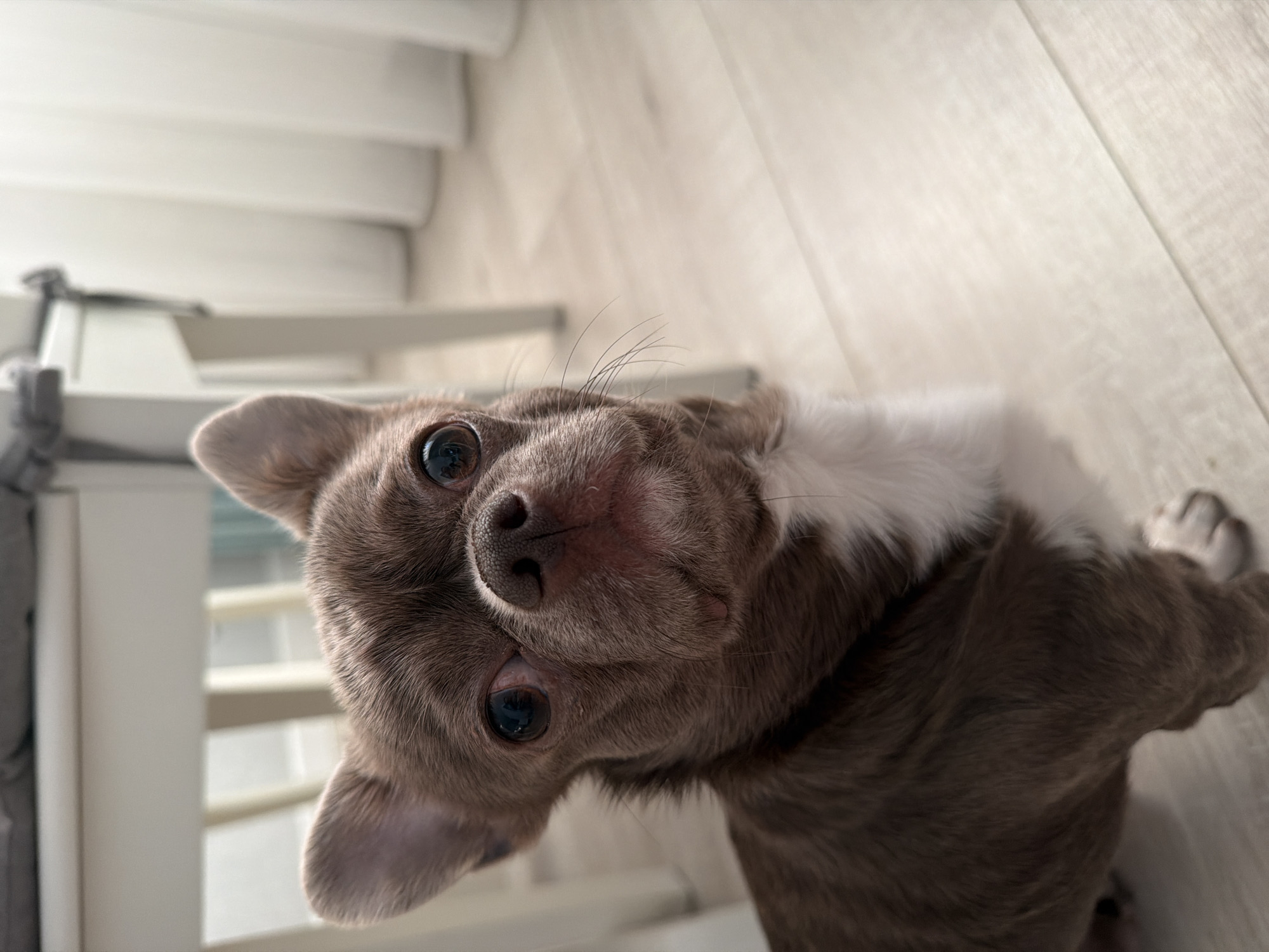 A small, brown and white chihuahua-like dog is lying on a light-colored wooden floor. The dog is looking directly at the camera with large, dark eyes. Part of a white chair is visible in the background, along with what appears to be white window blinds or a curtain. The image is rotated. The location cannot be determined from the provided image, nor that it is set in the city of Votkinsk, Russia.