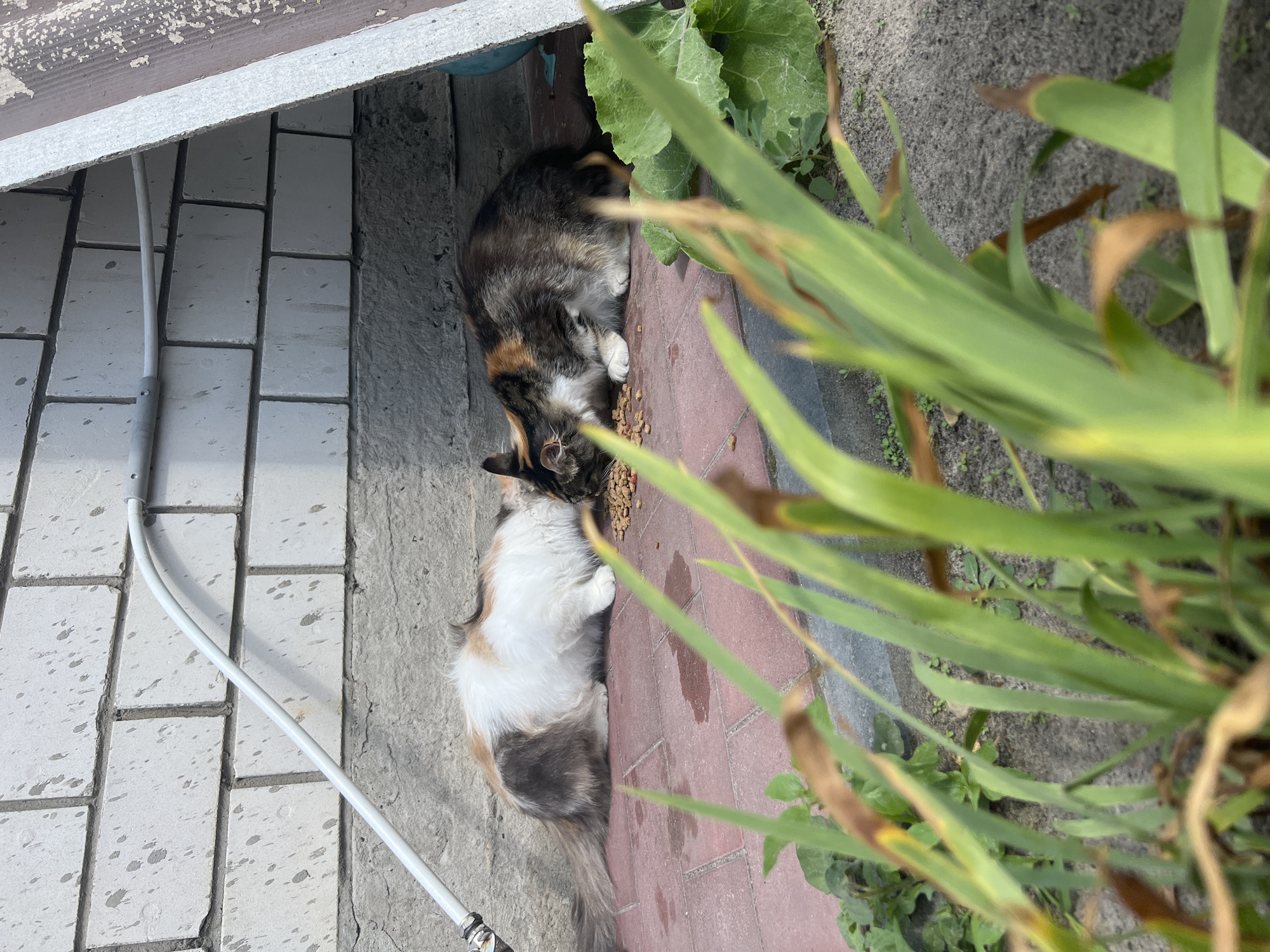 Two cats are eating dry cat food from the ground on a patio in front of a brick wall. One cat is calico and white with a long tail. The other cat is multi-colored with patches of black, brown, and white. The cats are positioned side-by-side, with their heads down as they eat. In the foreground, green plants are visible, with some brown, dried leaves. The background consists of a light-colored brick wall with some staining, and a concrete base below it. A white pipe runs horizontally along the wall. The scene appears to be outdoors, possibly in a residential area.