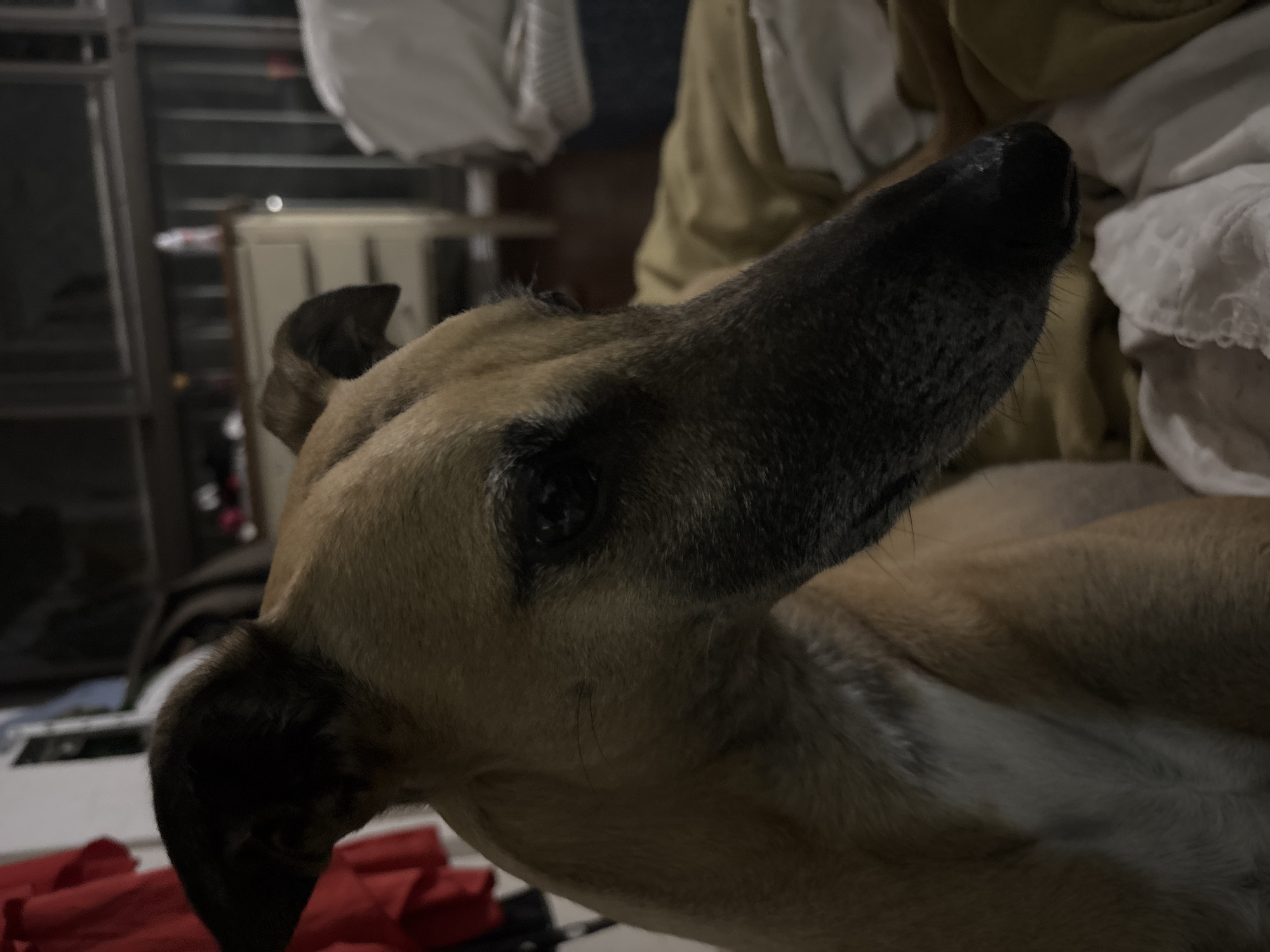 The image features a tan-colored dog, likely a sighthound breed or mix, resting indoors. The dog is positioned with its head tilted upwards and slightly to the right, gazing off-camera. Its right eye is visible, appearing dark and reflective, suggesting an alert yet relaxed expression. The dog has short, light brown fur, with darker shading on its snout, around its eyes, and on its ears. A patch of lighter fur, possibly white, is visible on its chest or neck area.
The setting is a dimly lit indoor environment, likely a home. The background is soft and out of focus, revealing various elements. To the left and behind the dog's head, there are dark, vertical structures that could be part of a shelf or furniture. To the right, soft, light-colored textiles, possibly blankets or clothes in shades of white, cream, and beige, are draped. In the bottom-left corner, a pile of red fabric is visible.
The low light conditions suggest it is evening or night, with artificial light source illuminating the scene and creating gentle shadows. There is no visible text in the image. The overall mood is quiet and calm, capturing the dog in a moment of tranquil observation. The image does not contain specific visual cues to identify its location as Buenos Aires, Argentina.