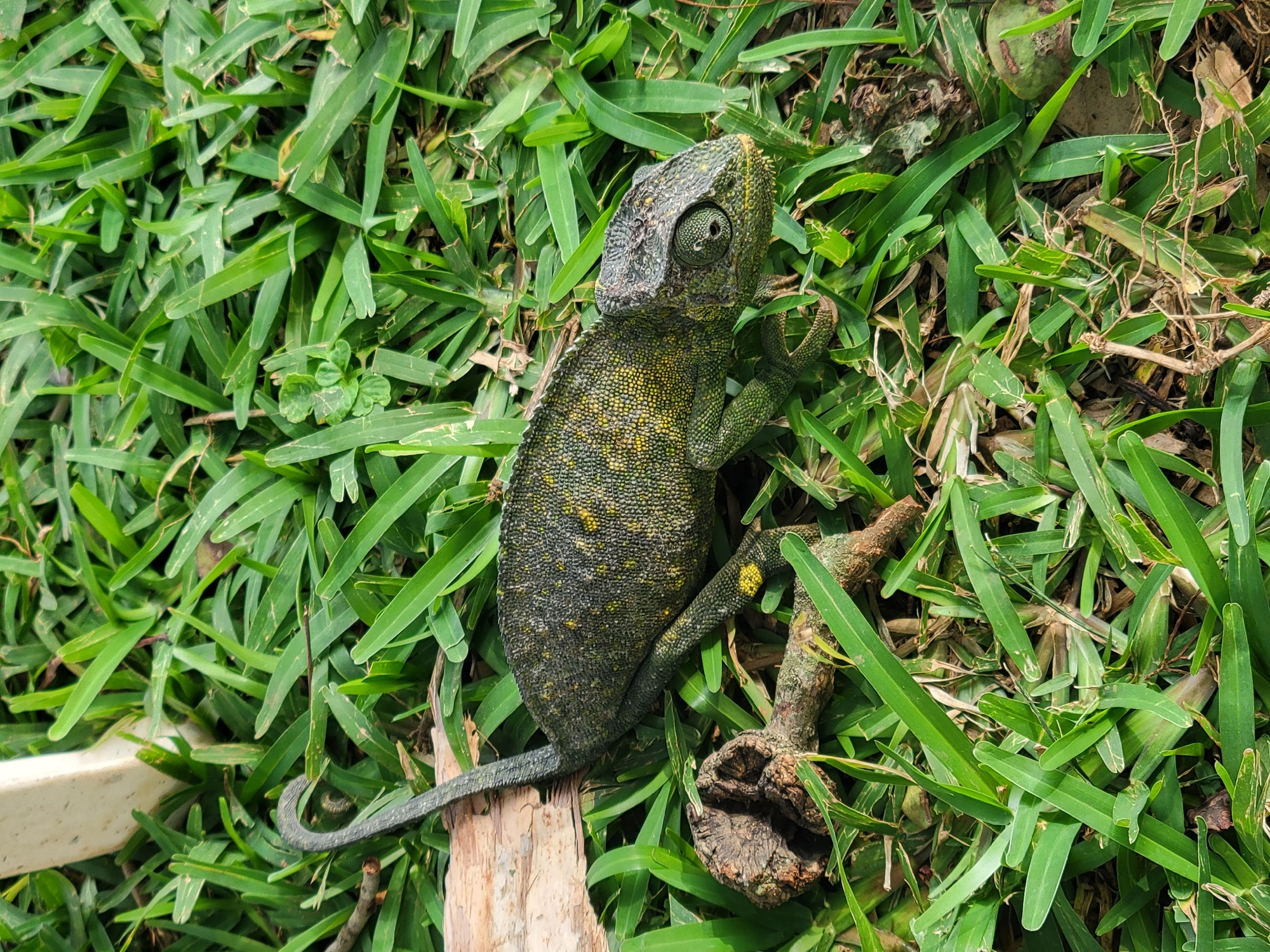 A chameleon is lying on its side in the grass. The chameleon is dark green with yellow spots. It is looking to the right. There is a piece of wood behind the chameleon. The chameleon is in a grassy area. The photo was taken in Jos, Nigeria.