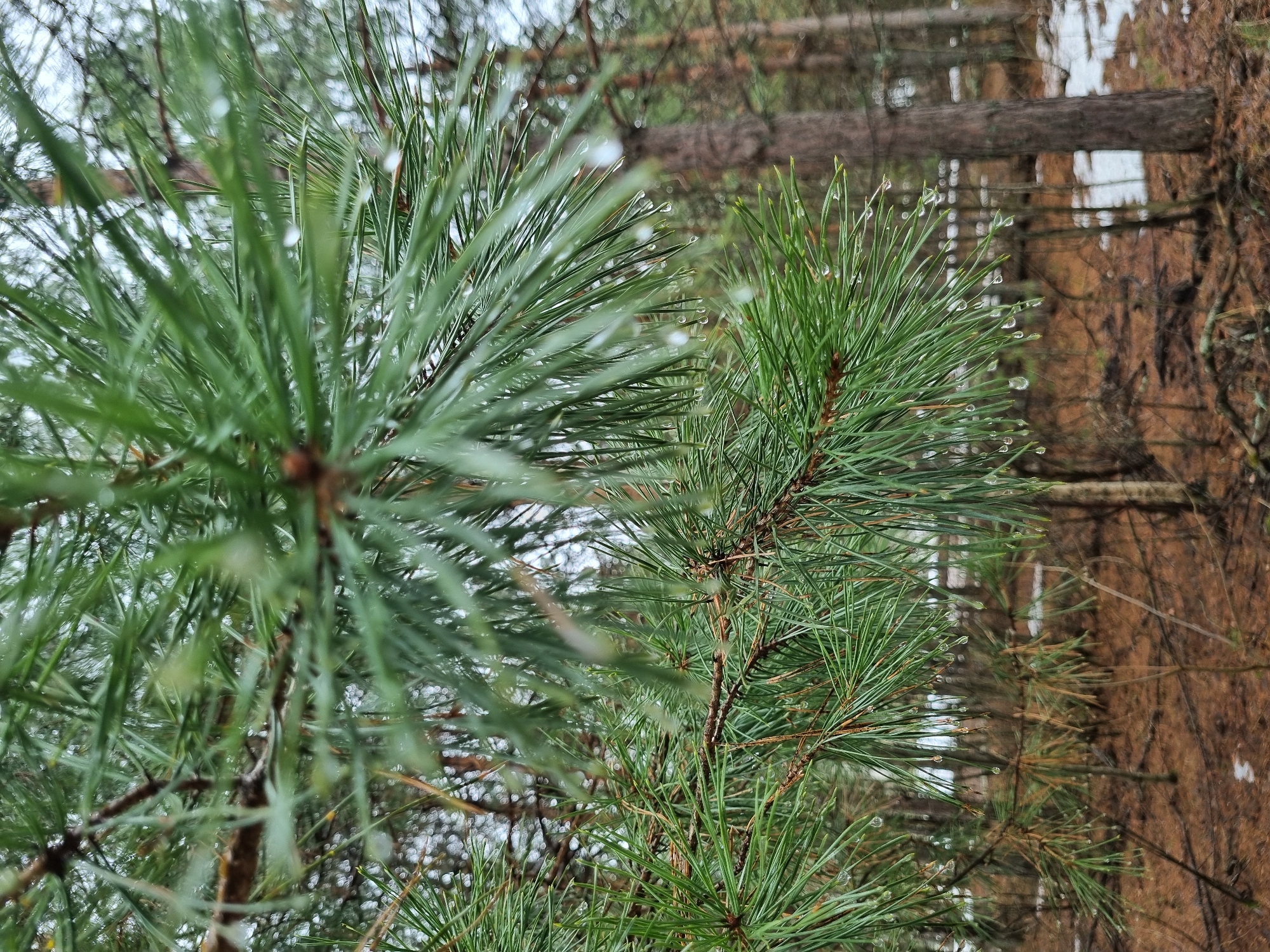 The image shows a close-up of pine tree branches with water droplets clinging to the needles. The needles are green and densely packed. In the background, out of focus, are other trees, including a tree trunk with brown bark. The setting appears to be a forest. There is no evidence to suggest that this image was taken in Kemul, Russia, or that it involves any people, subjects, objects, actions, or interactions beyond the natural elements visible.