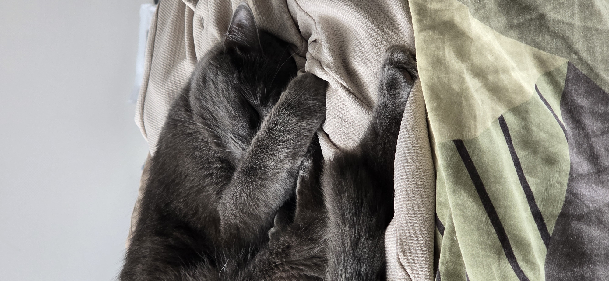 A close-up, eye-level shot shows a gray cat sleeping curled up on a beige blanket. The cat's face is hidden by its paws, and its tail is wrapped around its body. The blanket has a ribbed texture. Below the beige blanket is a green and black patterned blanket. The background is a plain, light-colored wall. The image is well-lit, with soft shadows.