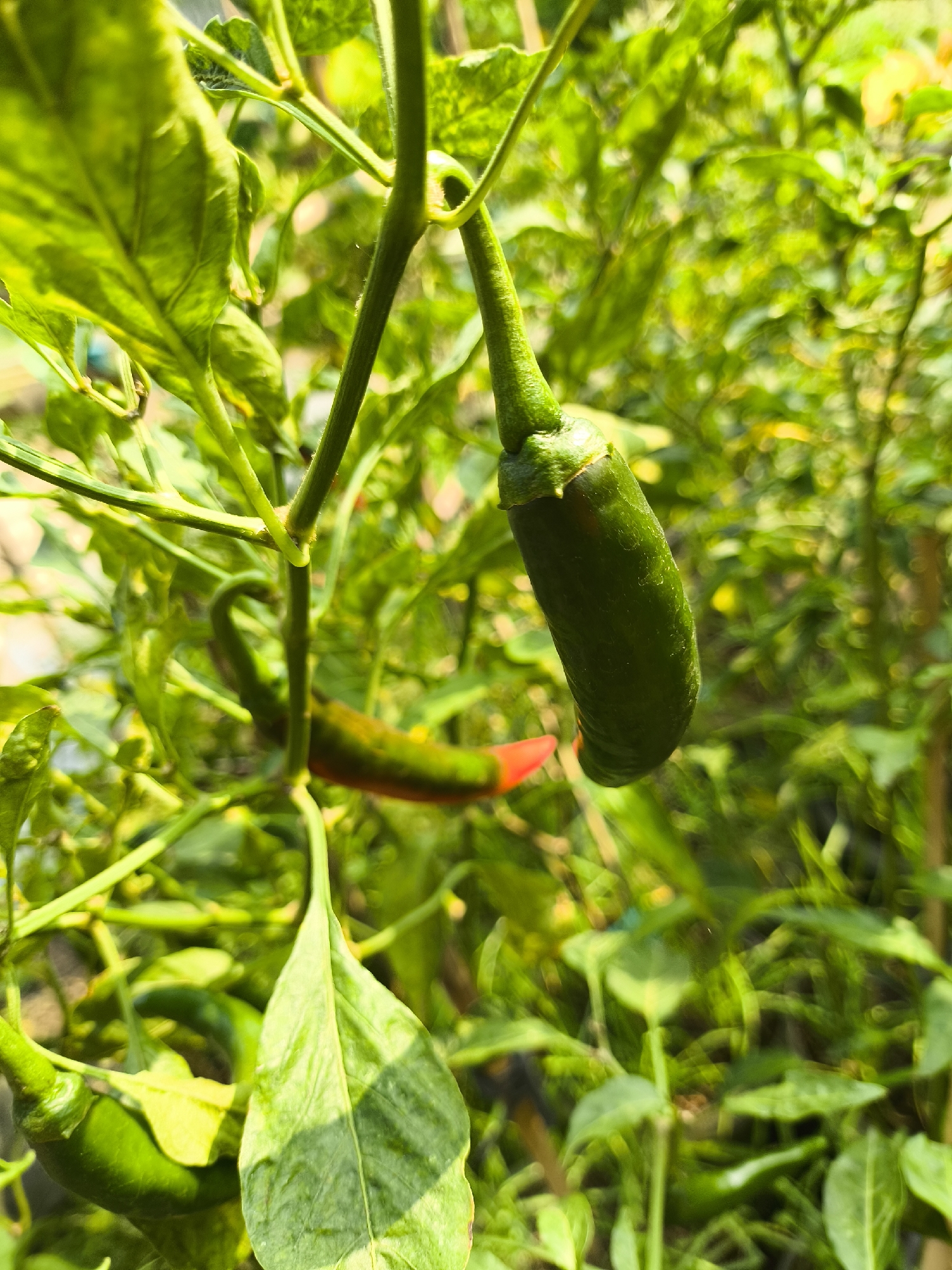 A close-up, eye-level shot captures a cluster of green chili peppers growing on a plant. The focus is on a single, elongated green chili pepper hanging prominently in the foreground, its stem still attached to the plant's vine. Behind it, another chili pepper is visible, partially red, suggesting ripening. The plant's leaves, various shades of green, are blurred in the background, creating a soft bokeh effect. The lighting appears to be natural sunlight, casting dappled shadows on the leaves. The scene is set outdoors, amidst dense foliage, typical of a garden or a farm. Given the context, this image could have been taken in the vicinity of Cilegon, Indonesia, where chili peppers are a common agricultural product. There are no people or animals present in the frame.